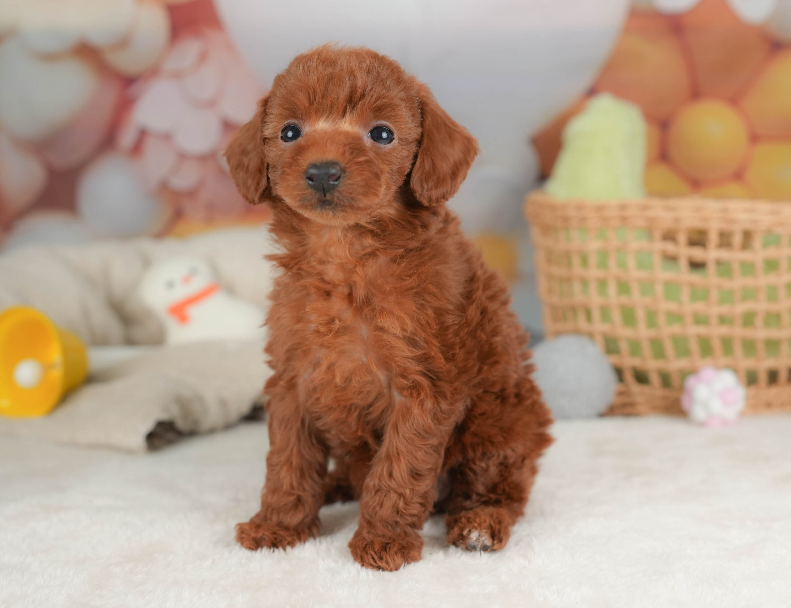 トイ・プードル | 女の子 | レッド | 2025年12月12日