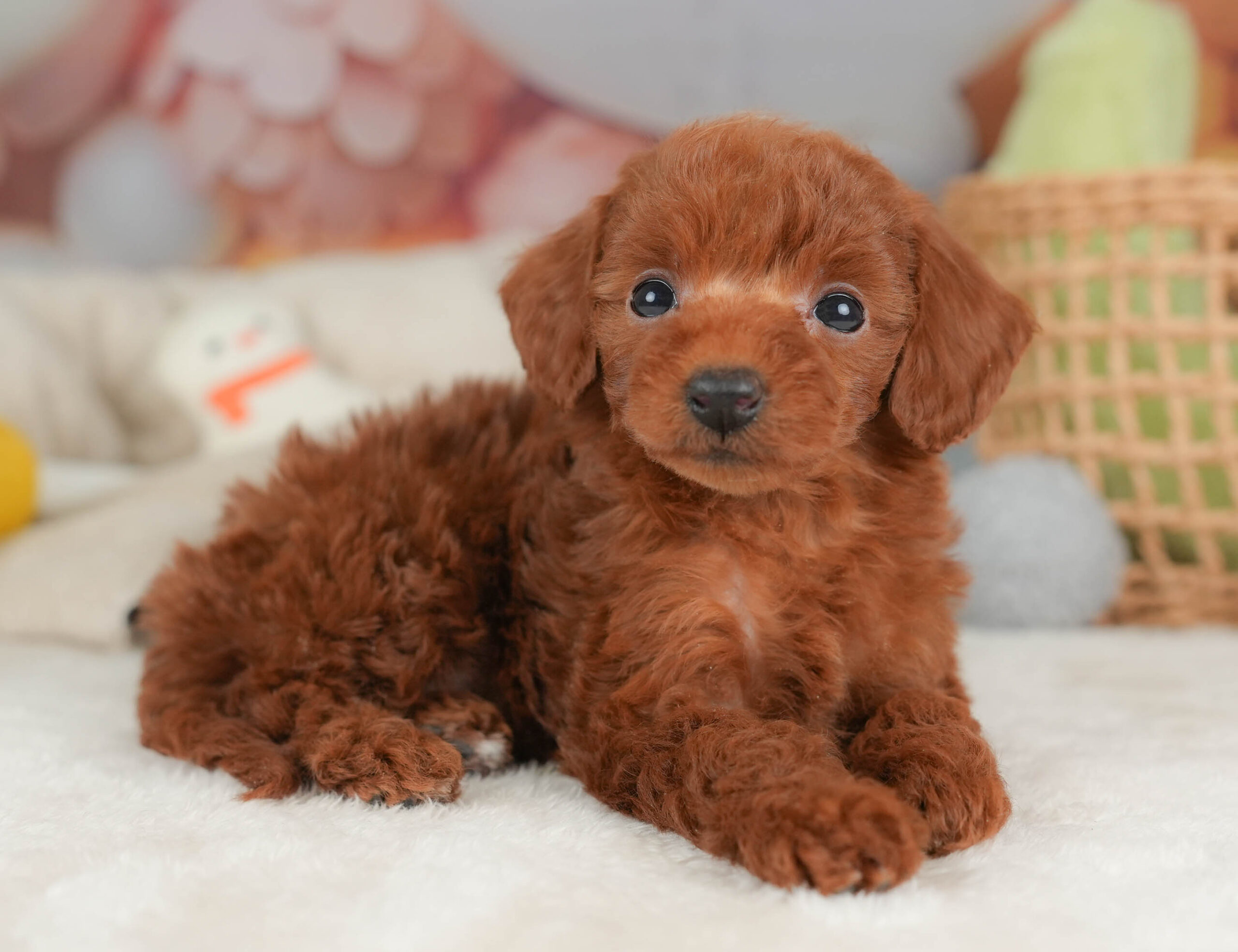 トイ・プードル | 女の子 | レッド | 2025年12月12日