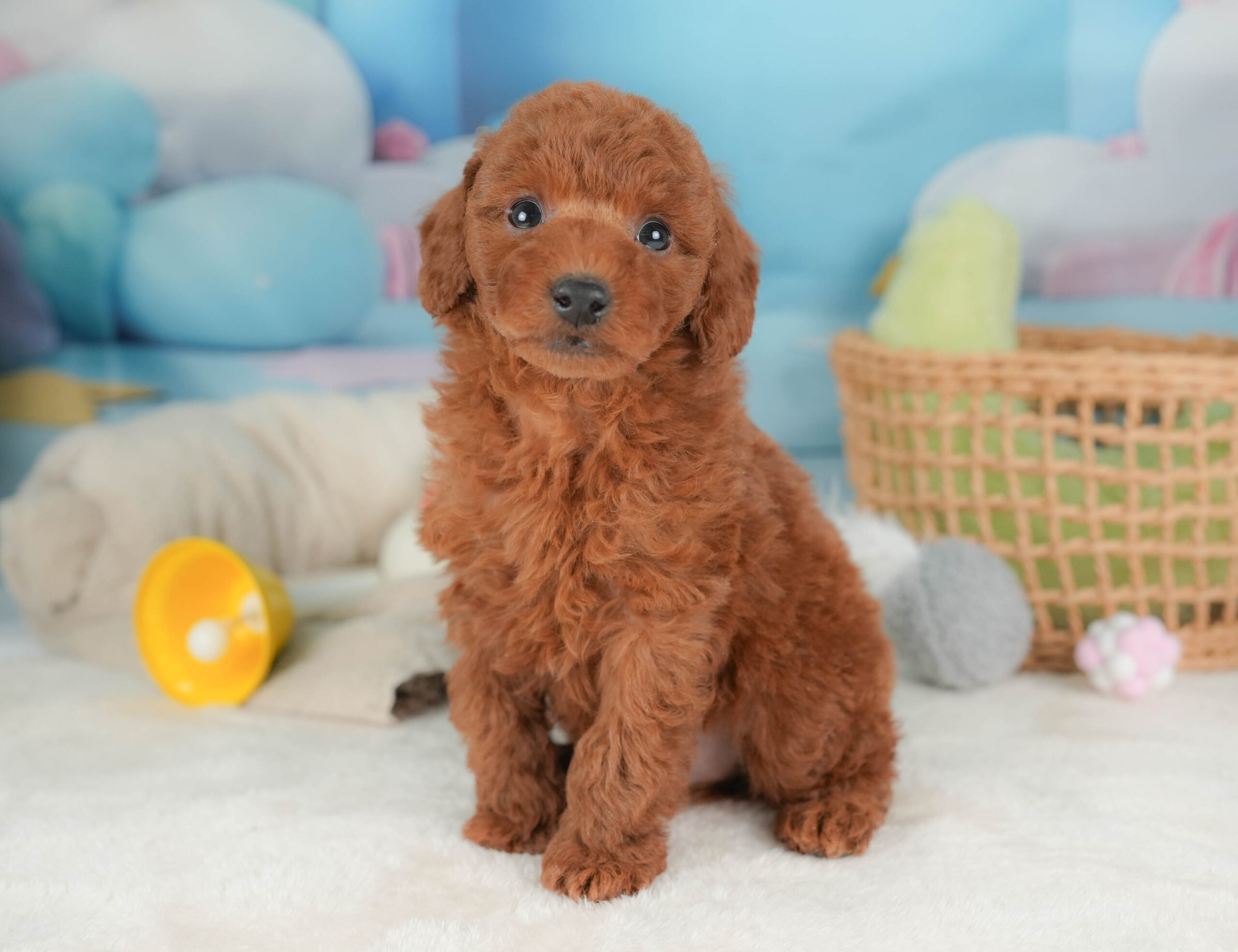 トイ・プードル | 男の子 | レッド | 2025年12月12日