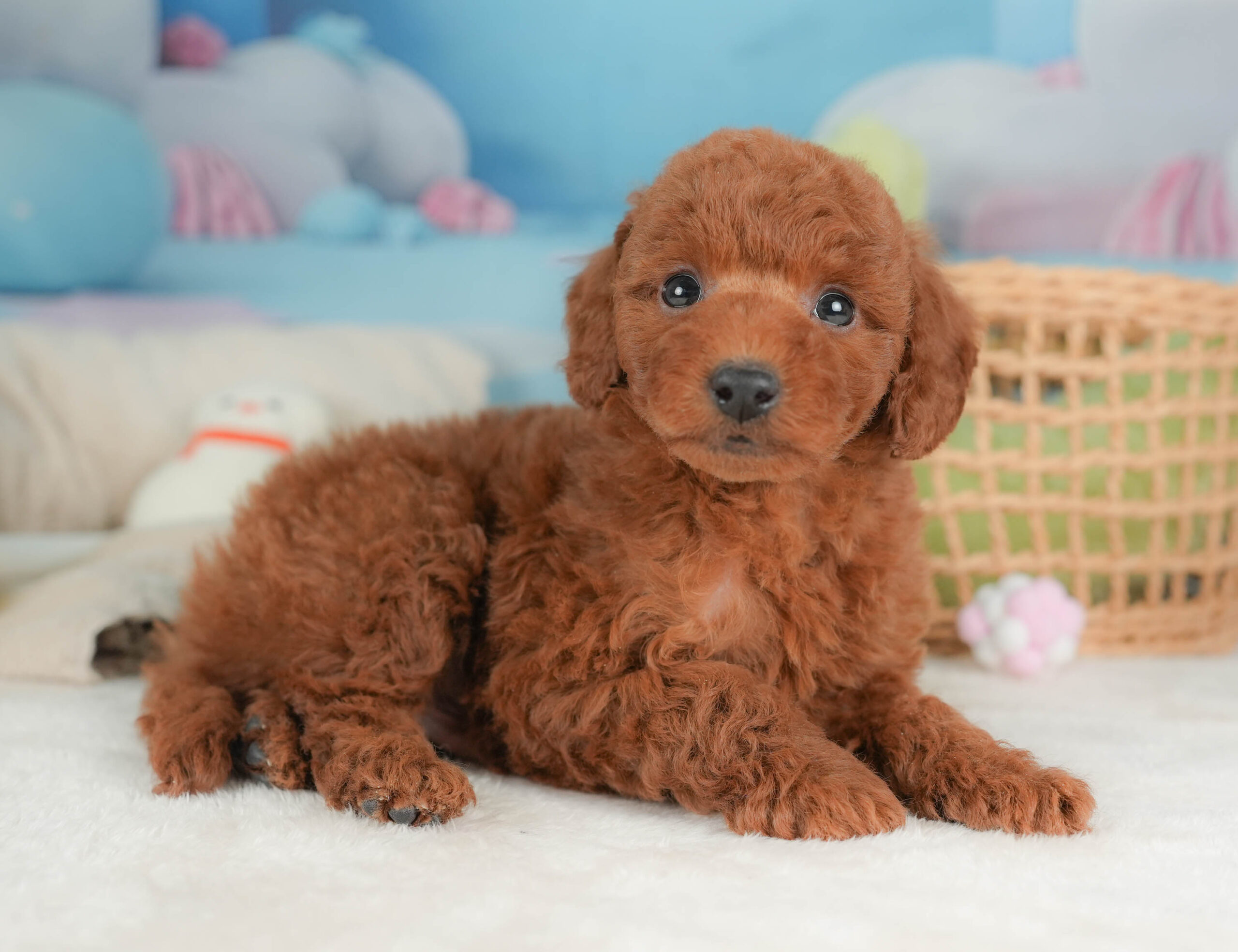 トイ・プードル | 男の子 | レッド | 2025年12月12日