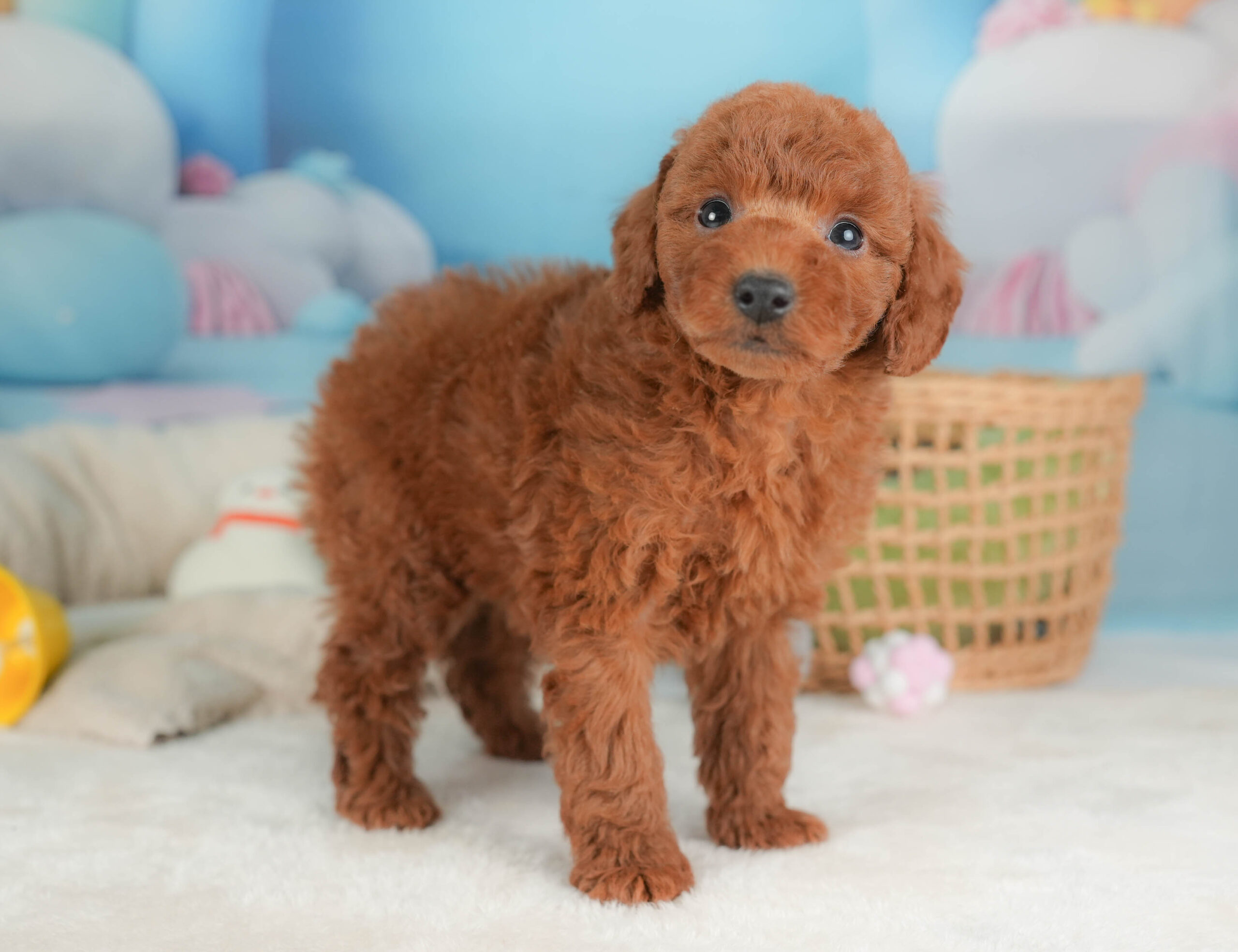 トイ・プードル | 男の子 | レッド | 2025年12月12日