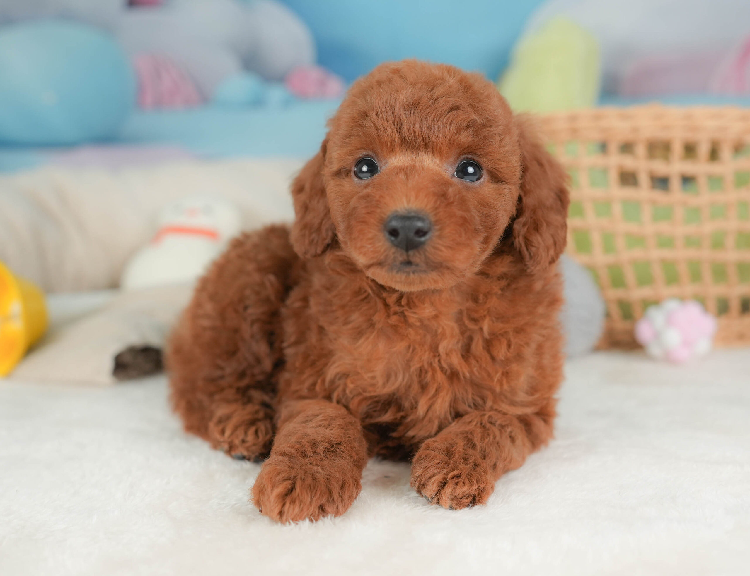 トイ・プードル | 男の子 | レッド | 2025年12月12日