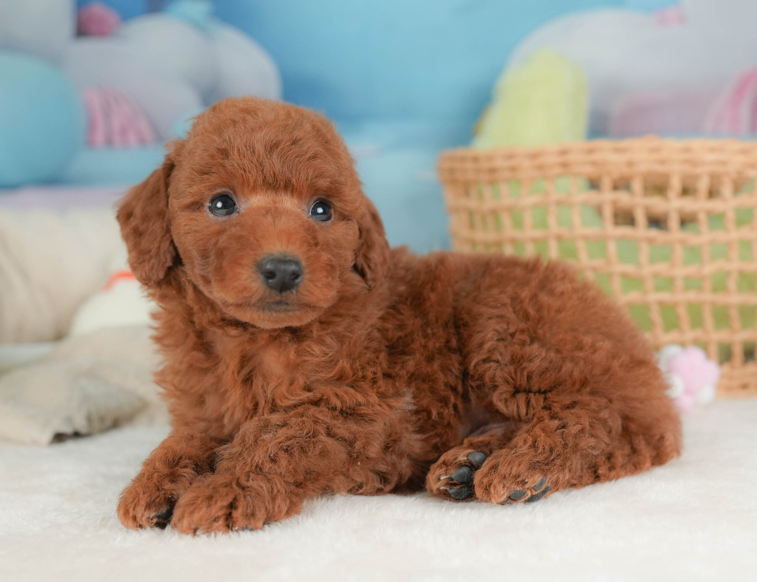 トイ・プードル | 男の子 | レッド | 2025年12月12日