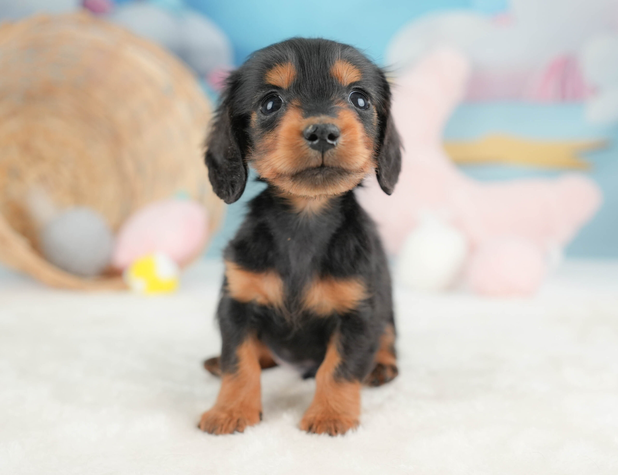 ミニチュア・ダックスフンド(ロング) | 男の子 | ブラック&タン | 2025年12月13日