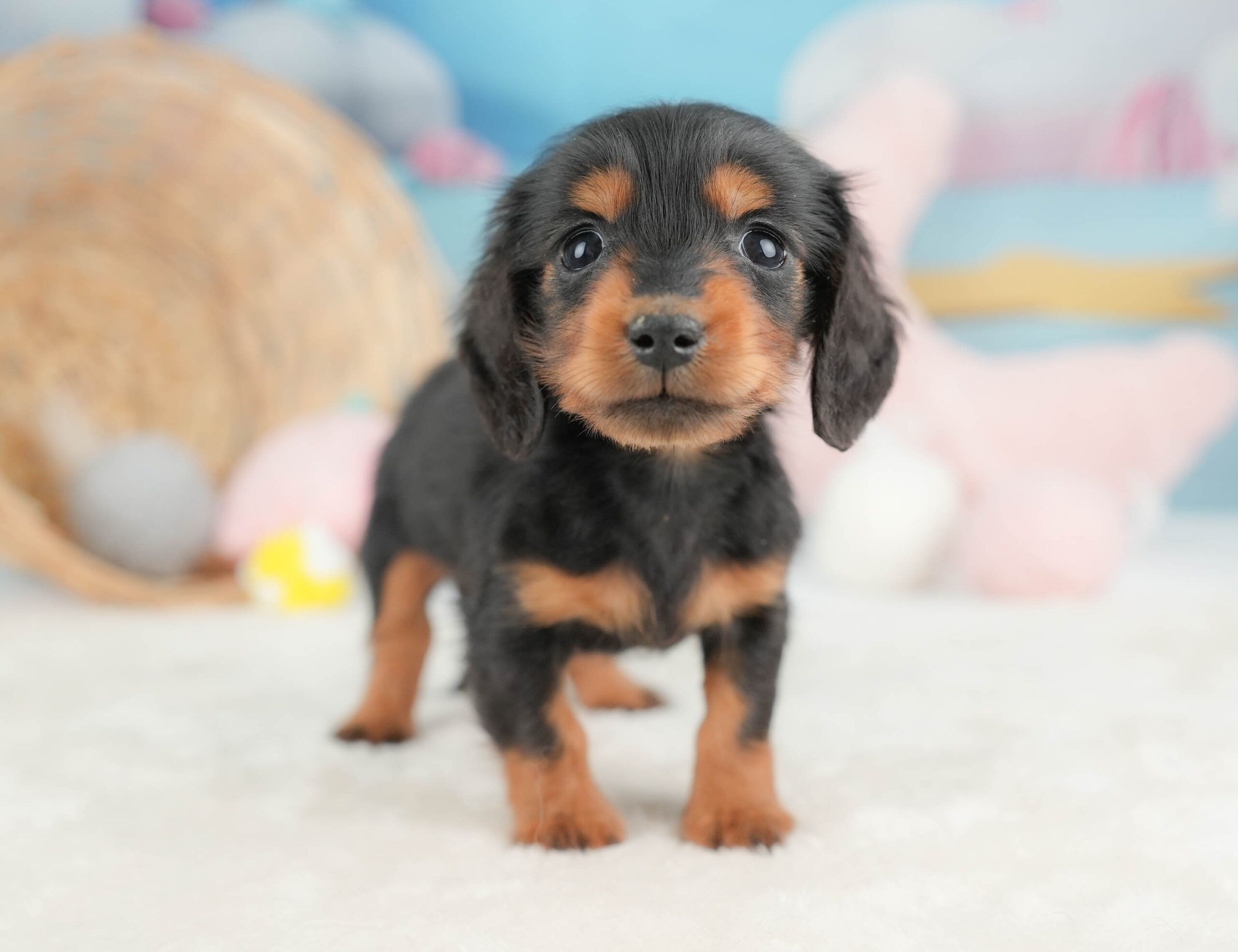 ミニチュア・ダックスフンド(ロング) | 男の子 | ブラック&タン | 2025年12月13日