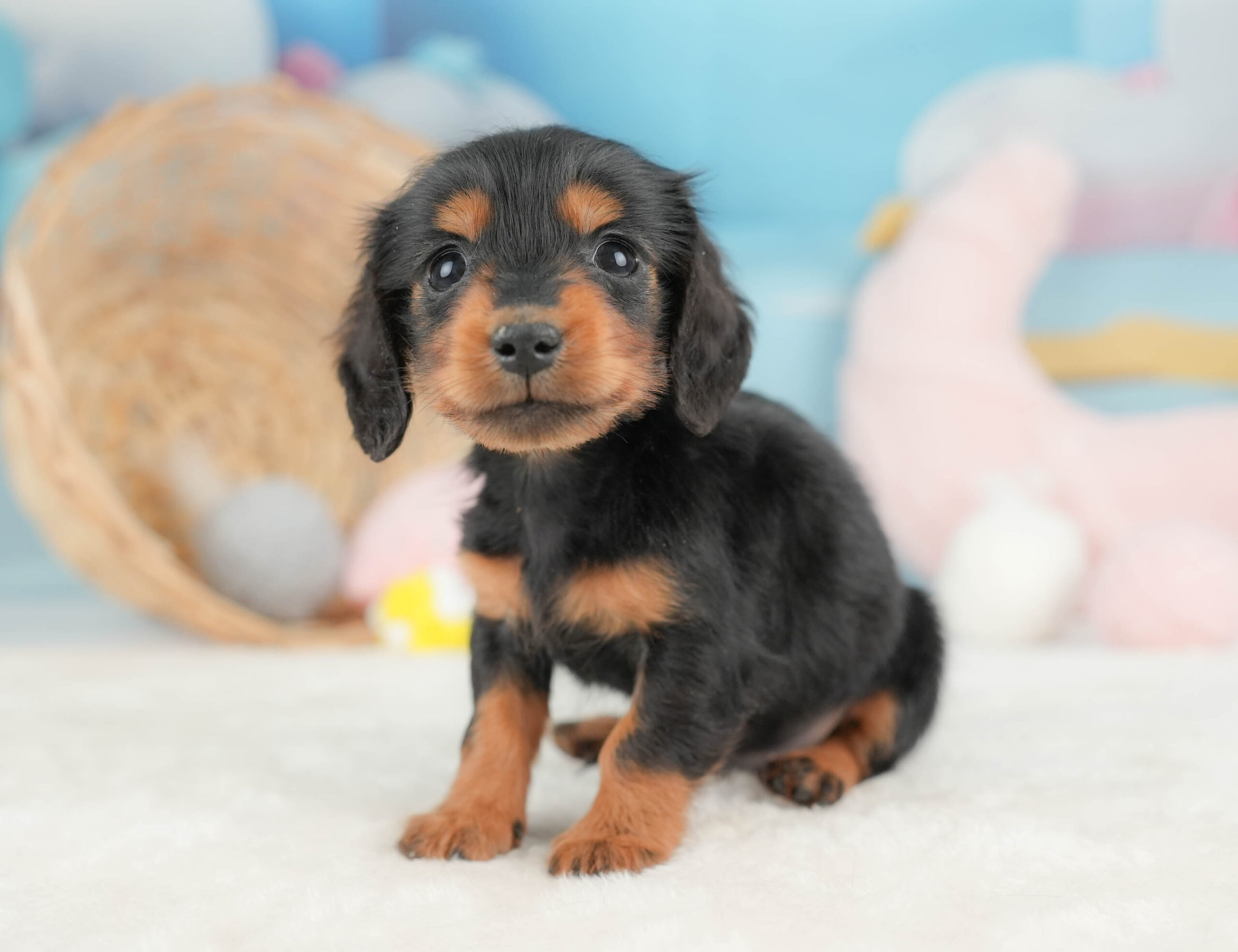 ミニチュア・ダックスフンド(ロング) | 男の子 | ブラック&タン | 2025年12月13日