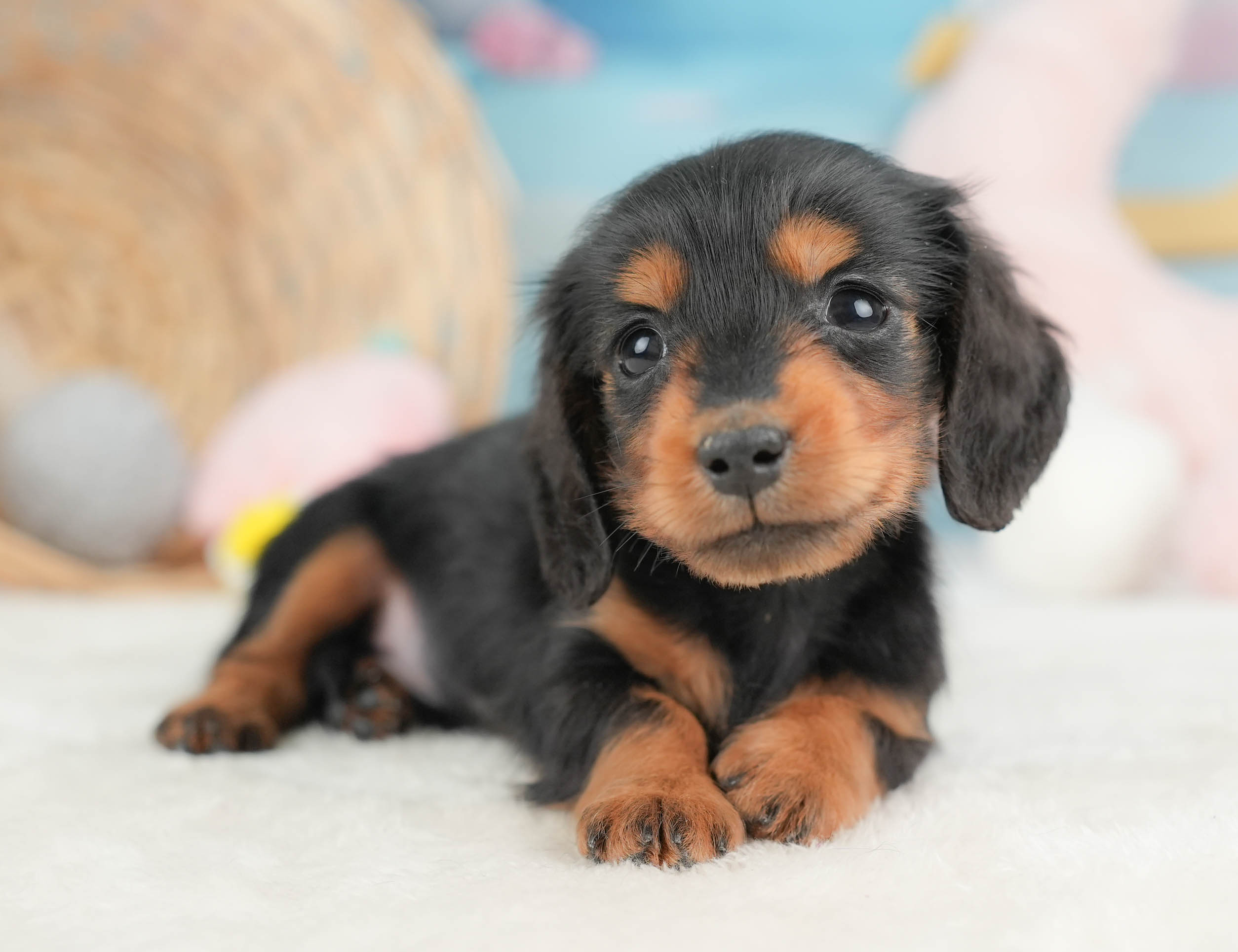 ミニチュア・ダックスフンド(ロング) | 男の子 | ブラック&タン | 2025年12月13日