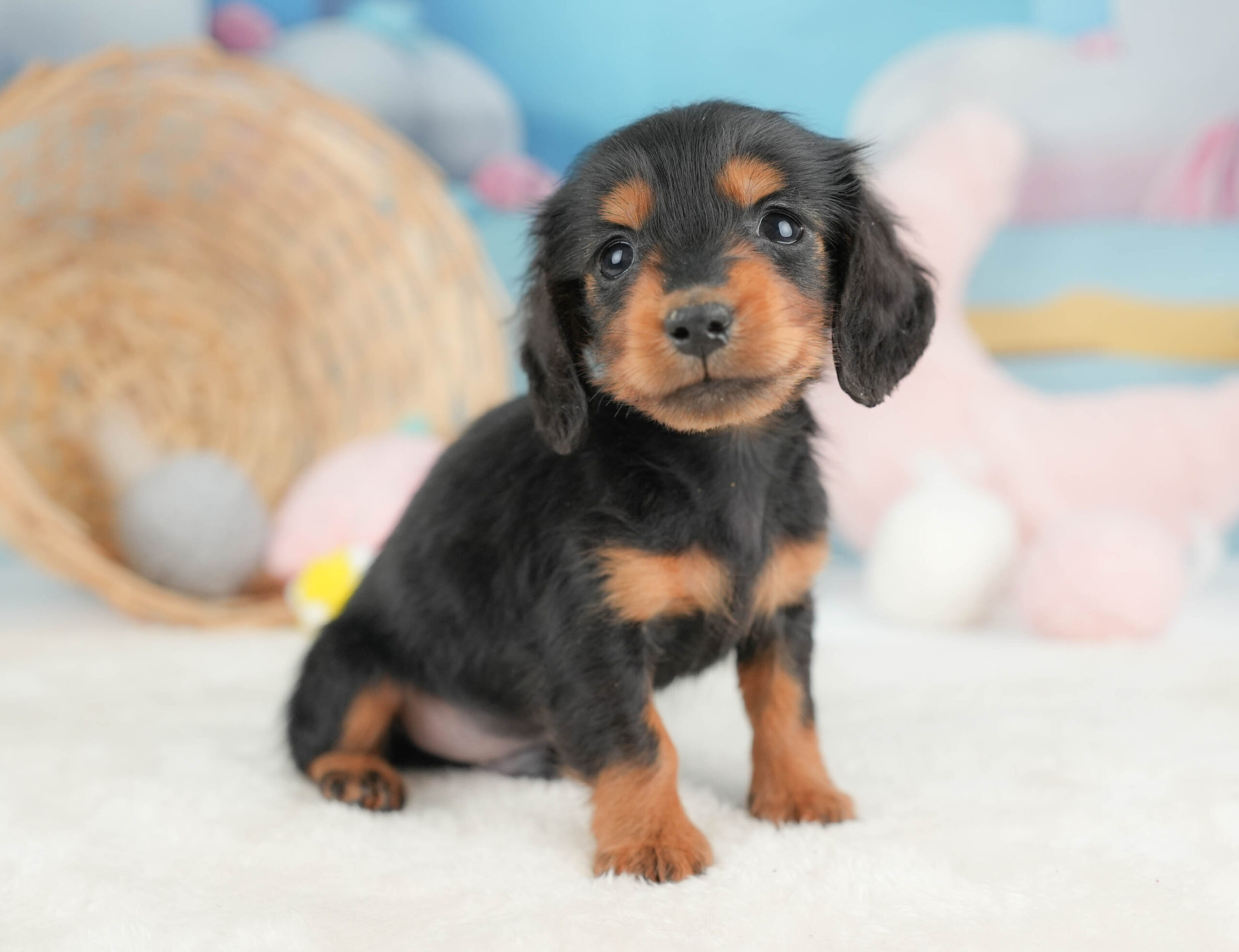 ミニチュア・ダックスフンド(ロング) | 男の子 | ブラック&タン | 2025年12月13日