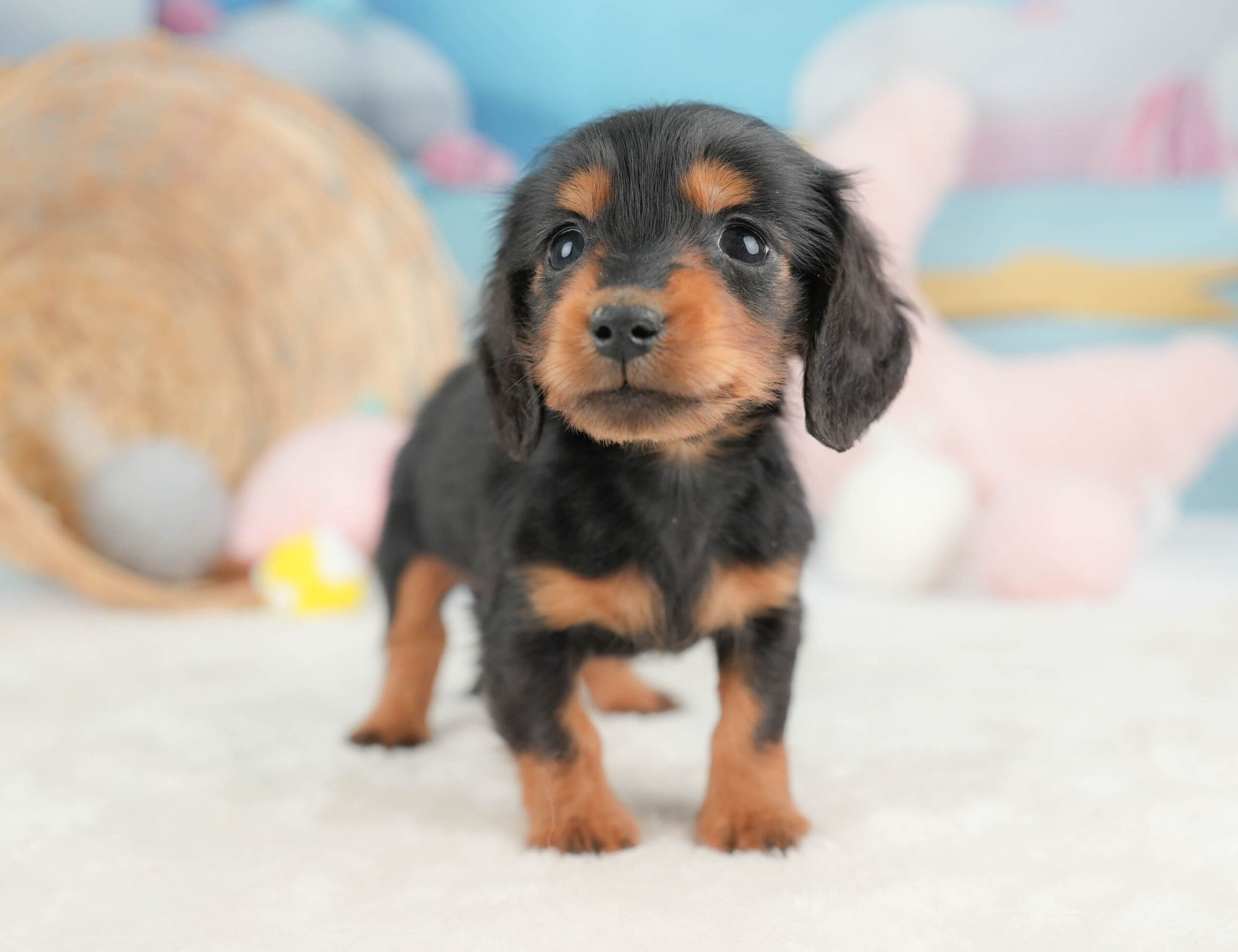 ミニチュア・ダックスフンド(ロング) | 男の子 | ブラック&タン | 2025年12月13日