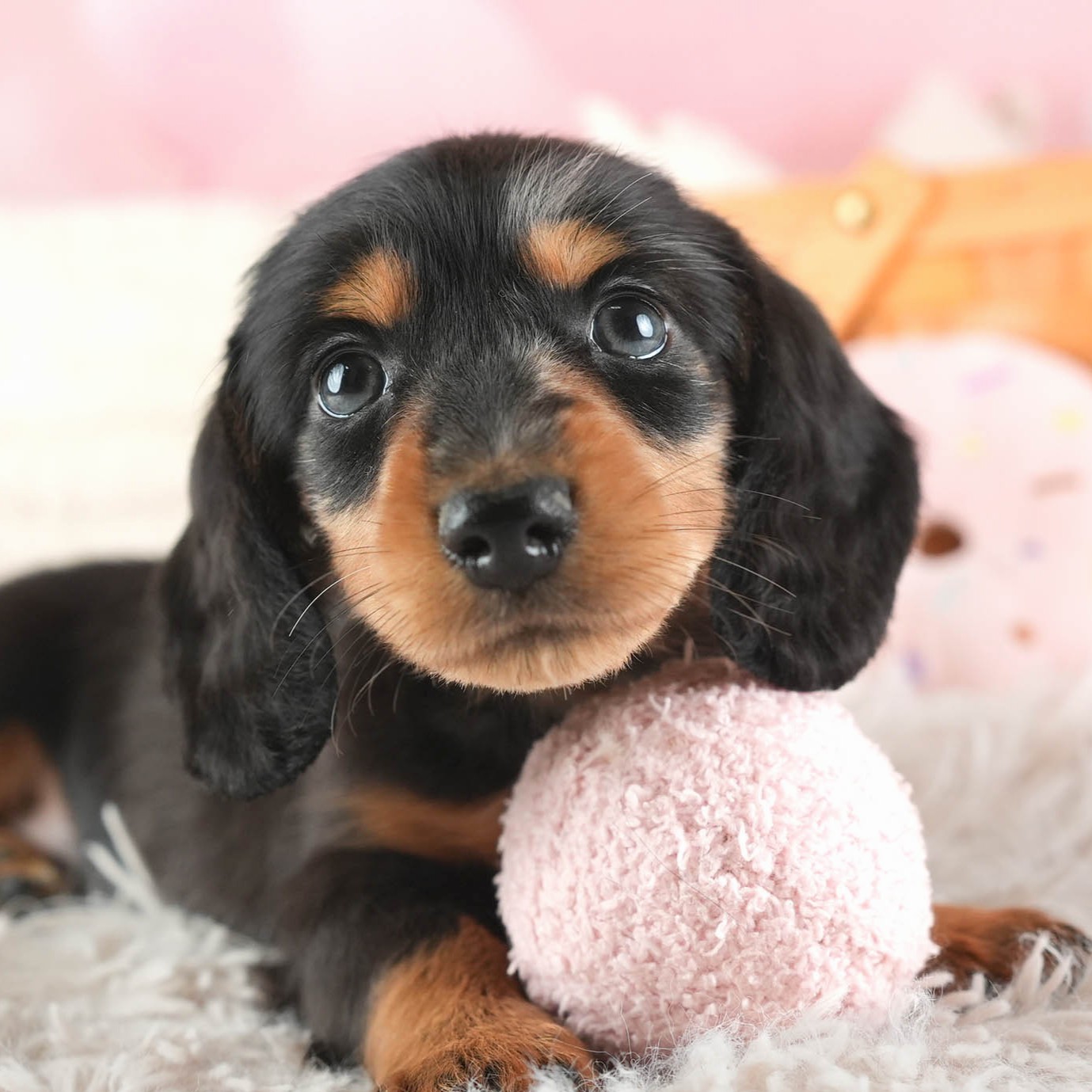 ミニチュア・ダックスフンド(ロング) | 男の子 | シルバーダップル | 2025年12月13日