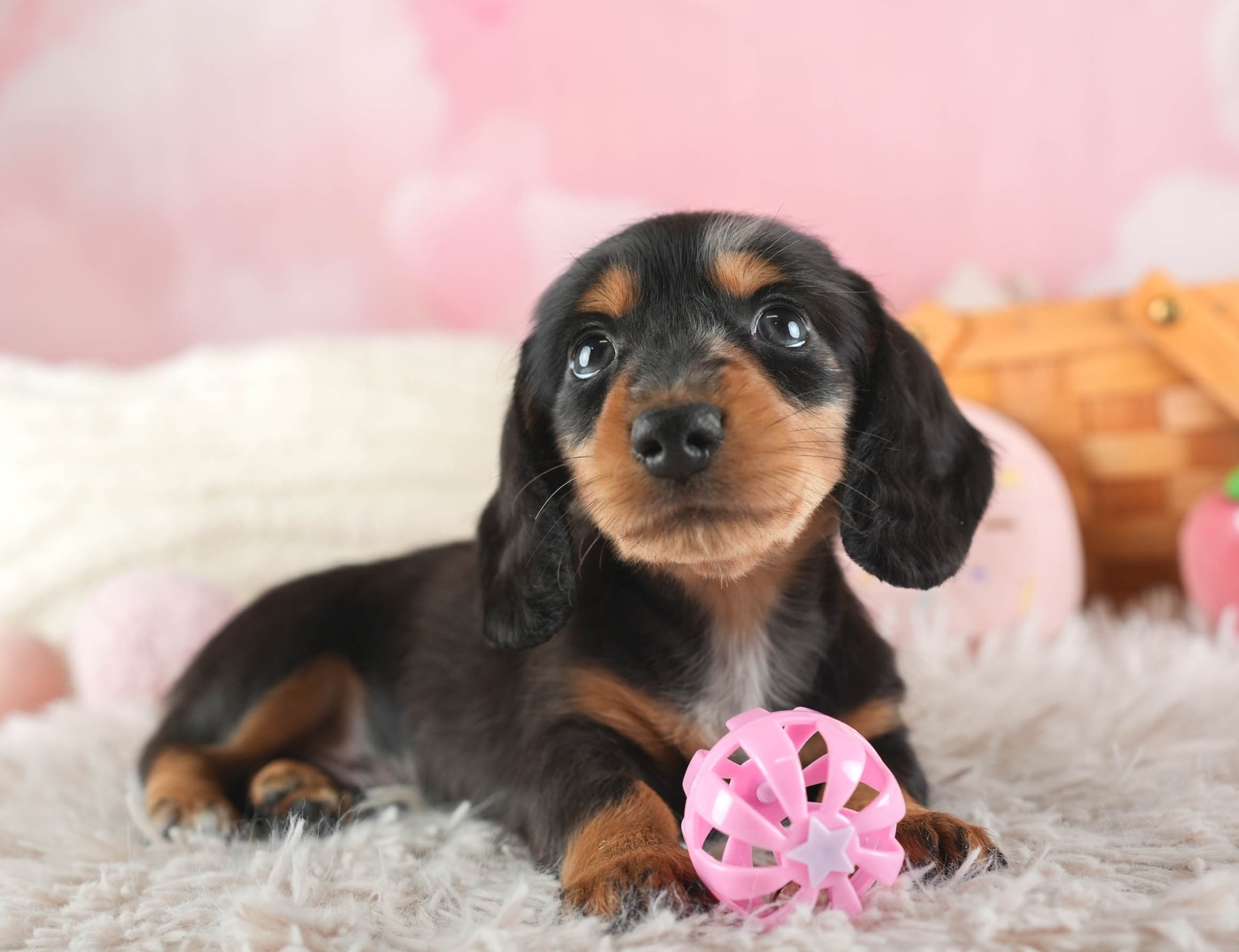 ミニチュア・ダックスフンド(ロング) | 男の子 | シルバーダップル | 2025年12月13日