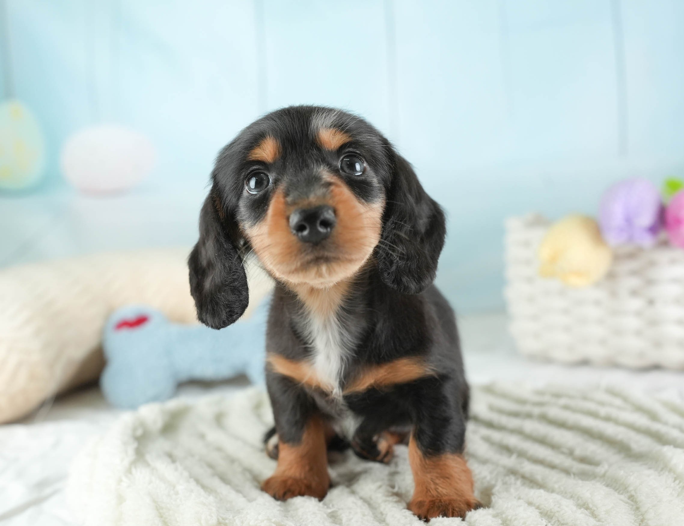 ミニチュア・ダックスフンド(ロング) | 男の子 | シルバーダップル | 2025年12月13日