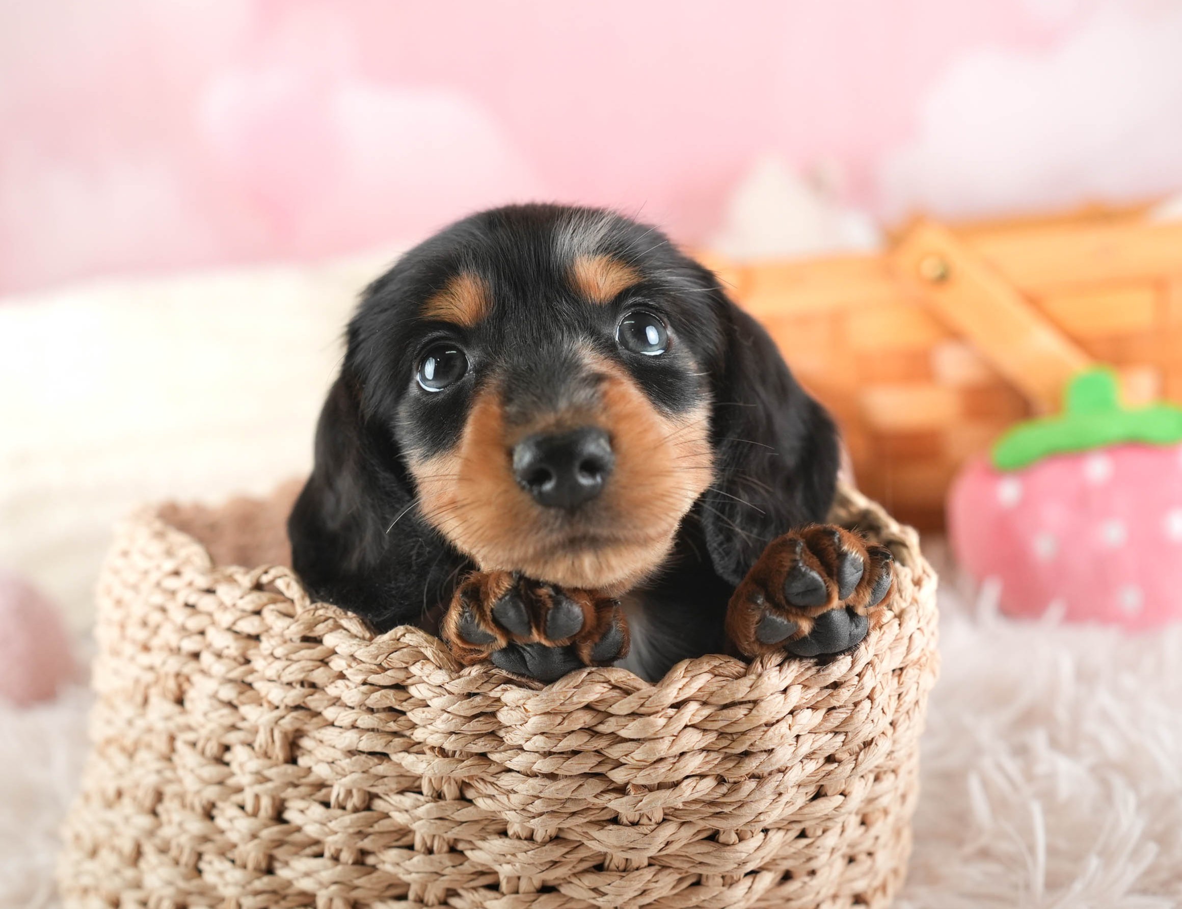 ミニチュア・ダックスフンド(ロング) | 男の子 | シルバーダップル | 2025年12月13日