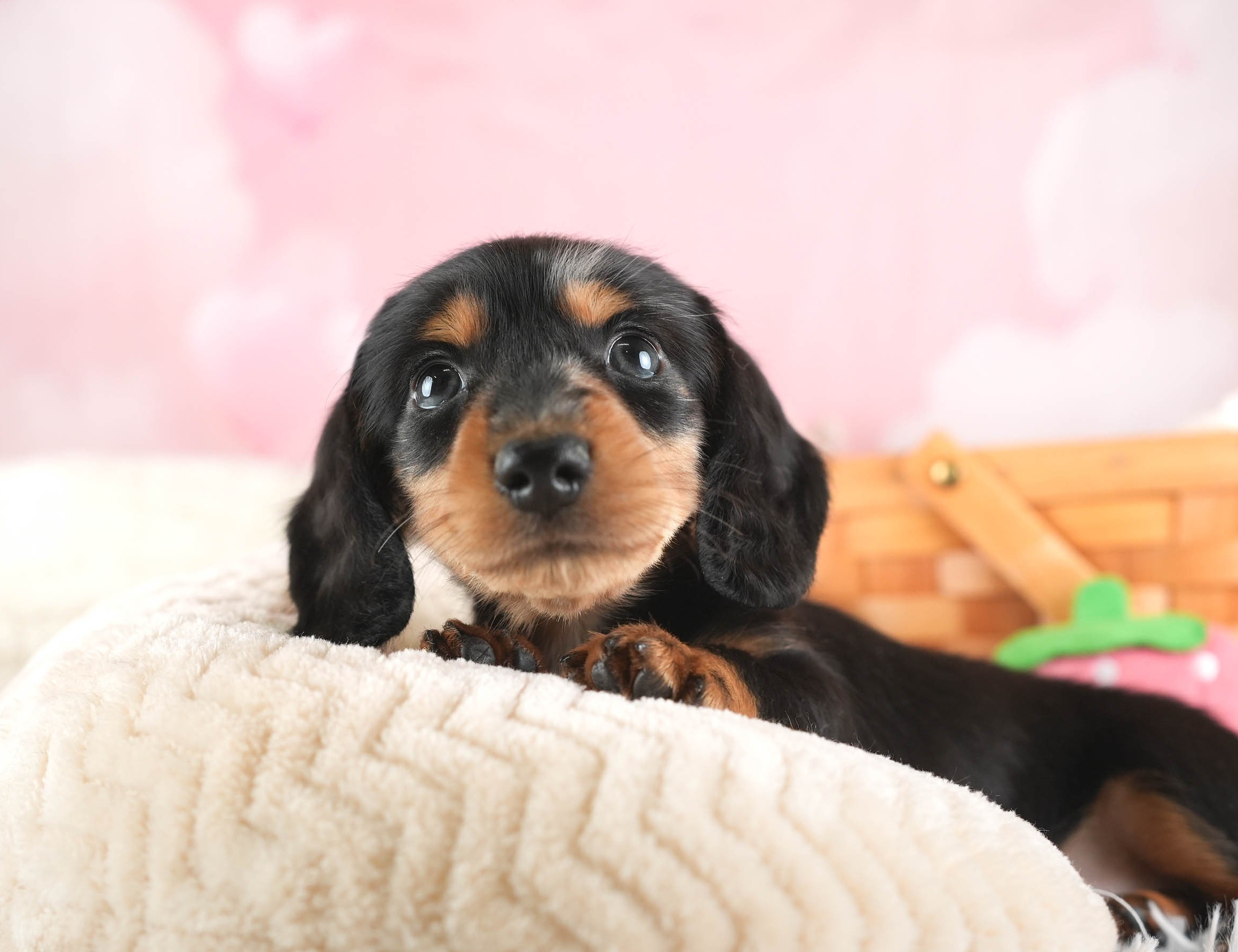 ミニチュア・ダックスフンド(ロング) | 男の子 | シルバーダップル | 2025年12月13日