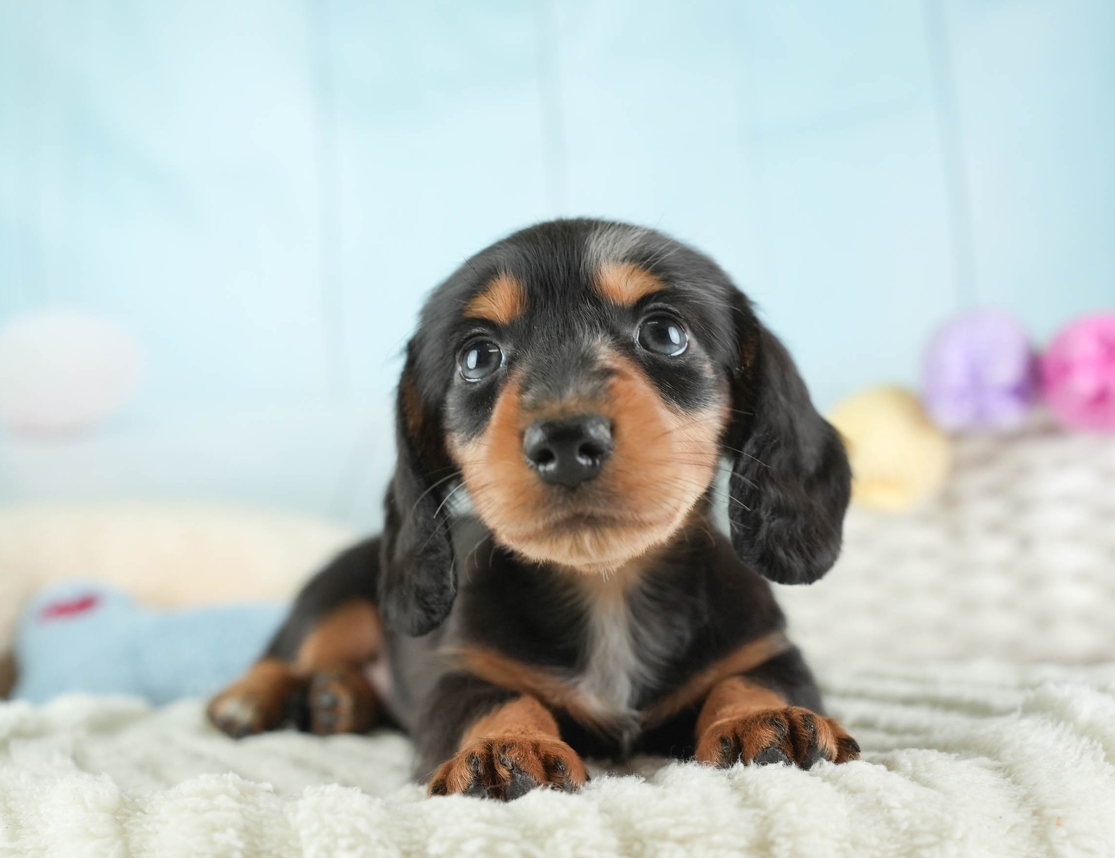 ミニチュア・ダックスフンド(ロング) | 男の子 | シルバーダップル | 2025年12月13日