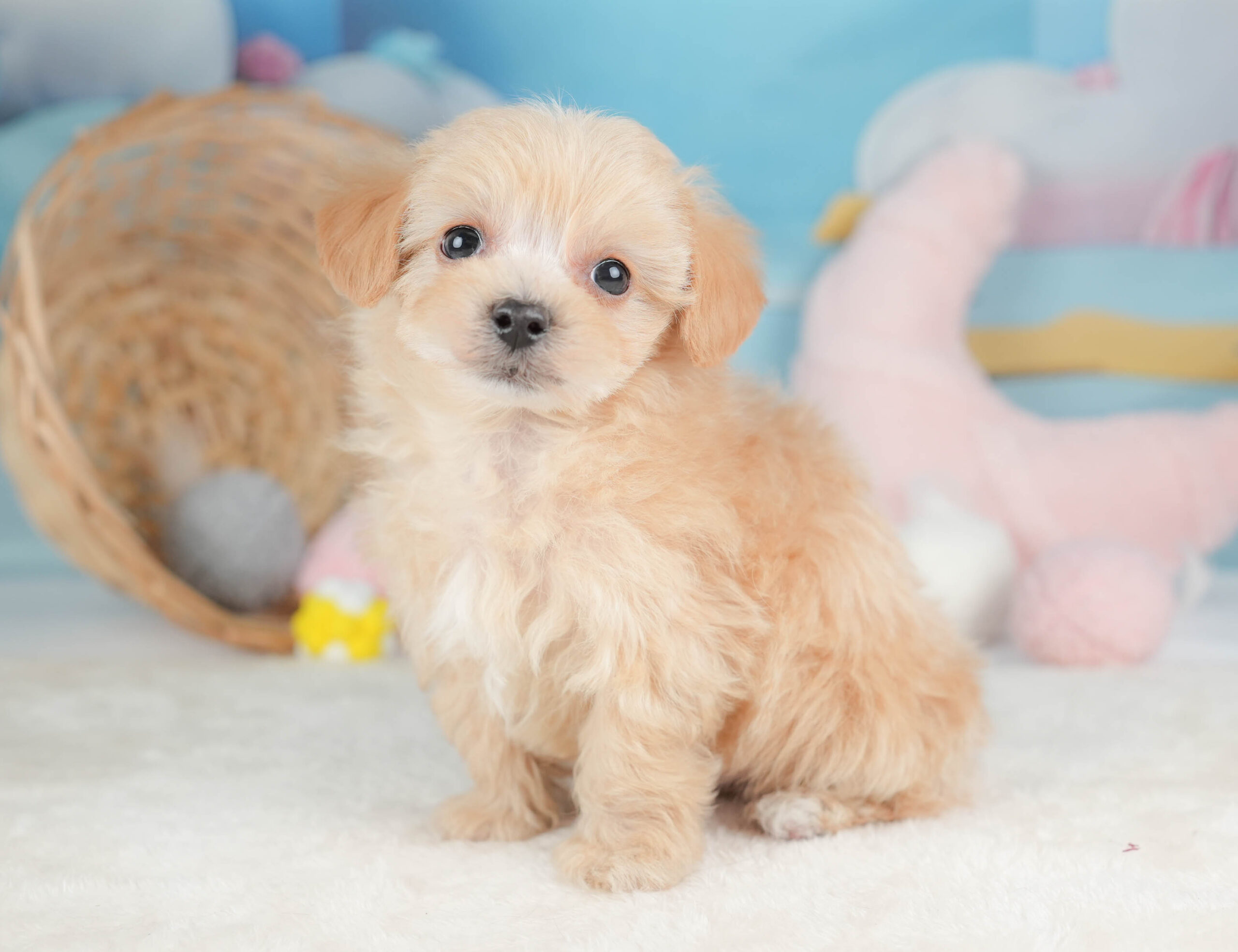 マルプー | 男の子 | アプリコット | 2025年12月13日