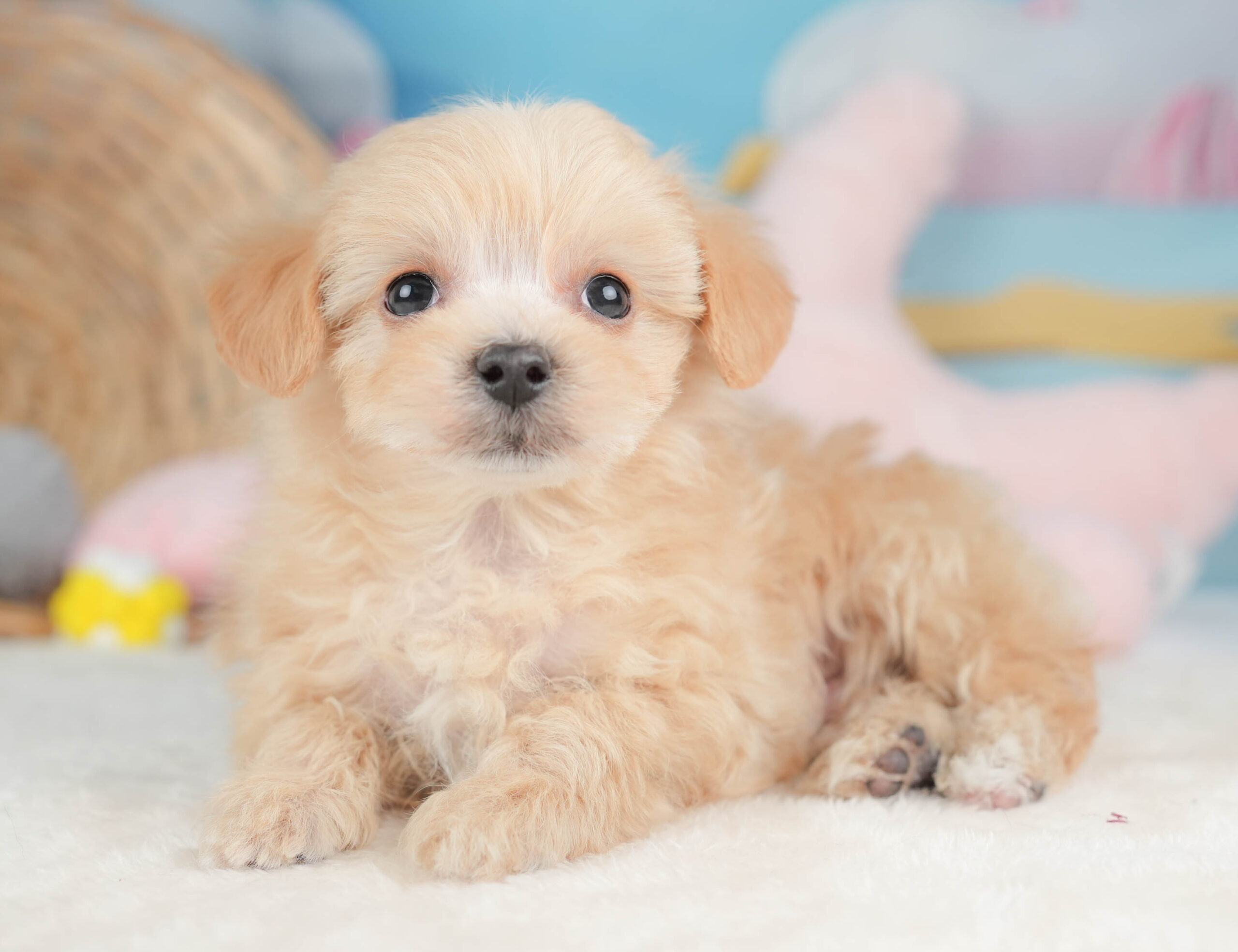 マルプー | 男の子 | アプリコット | 2025年12月13日