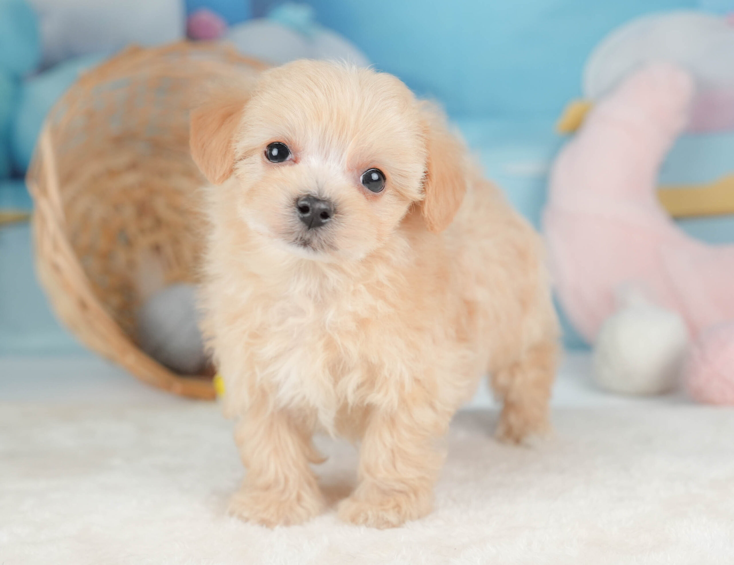 マルプー | 男の子 | アプリコット | 2025年12月13日