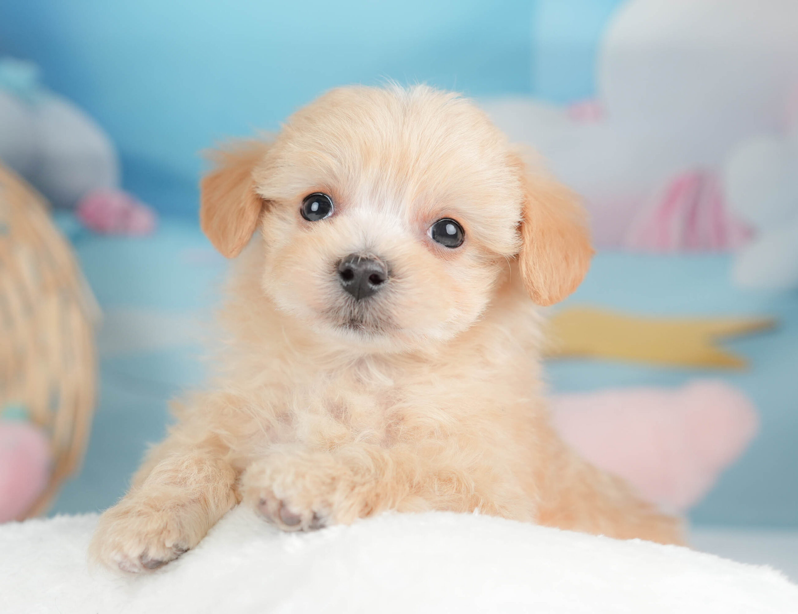 マルプー | 男の子 | アプリコット | 2025年12月13日