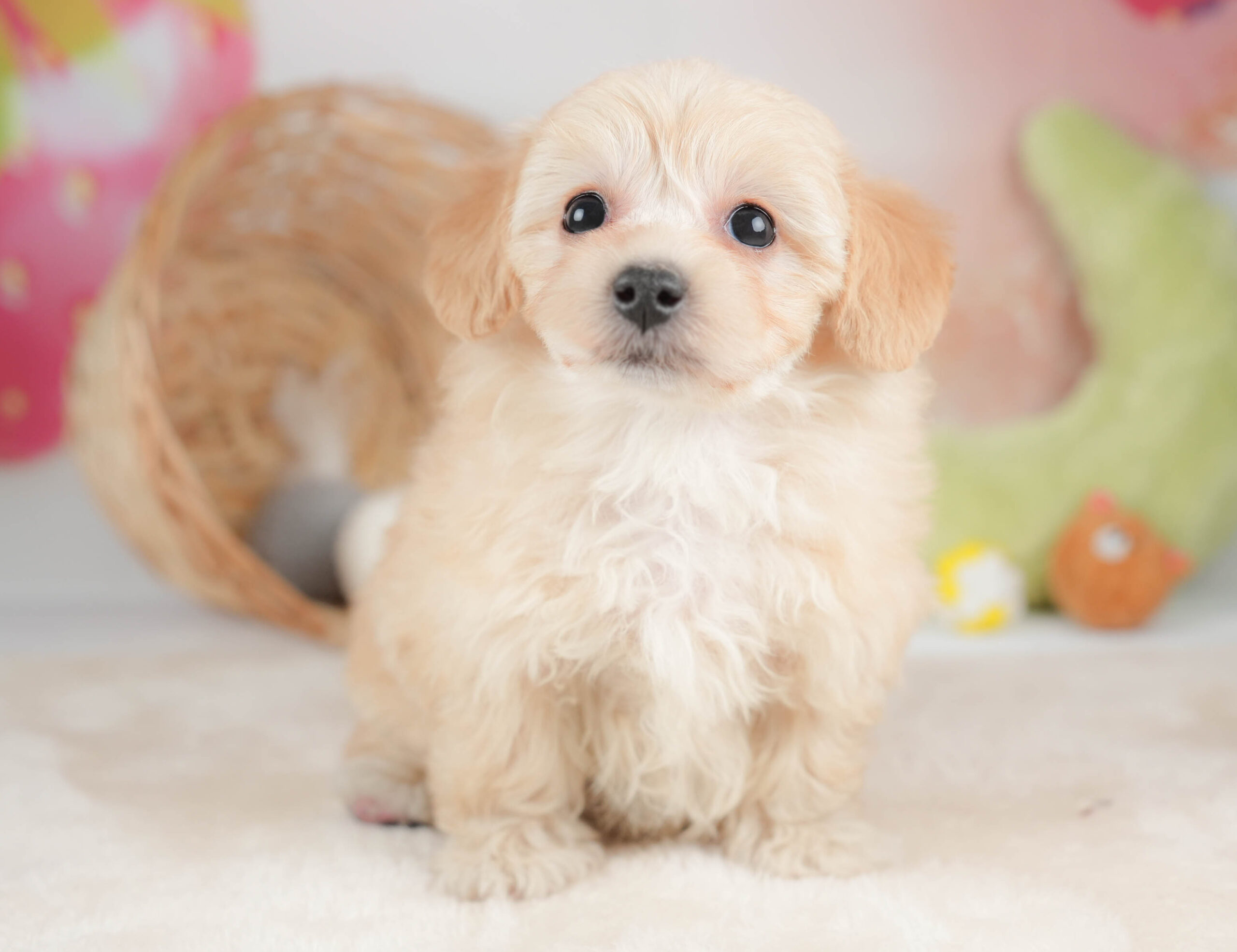 マルプー | 女の子 | アプリコット | 2025年12月13日