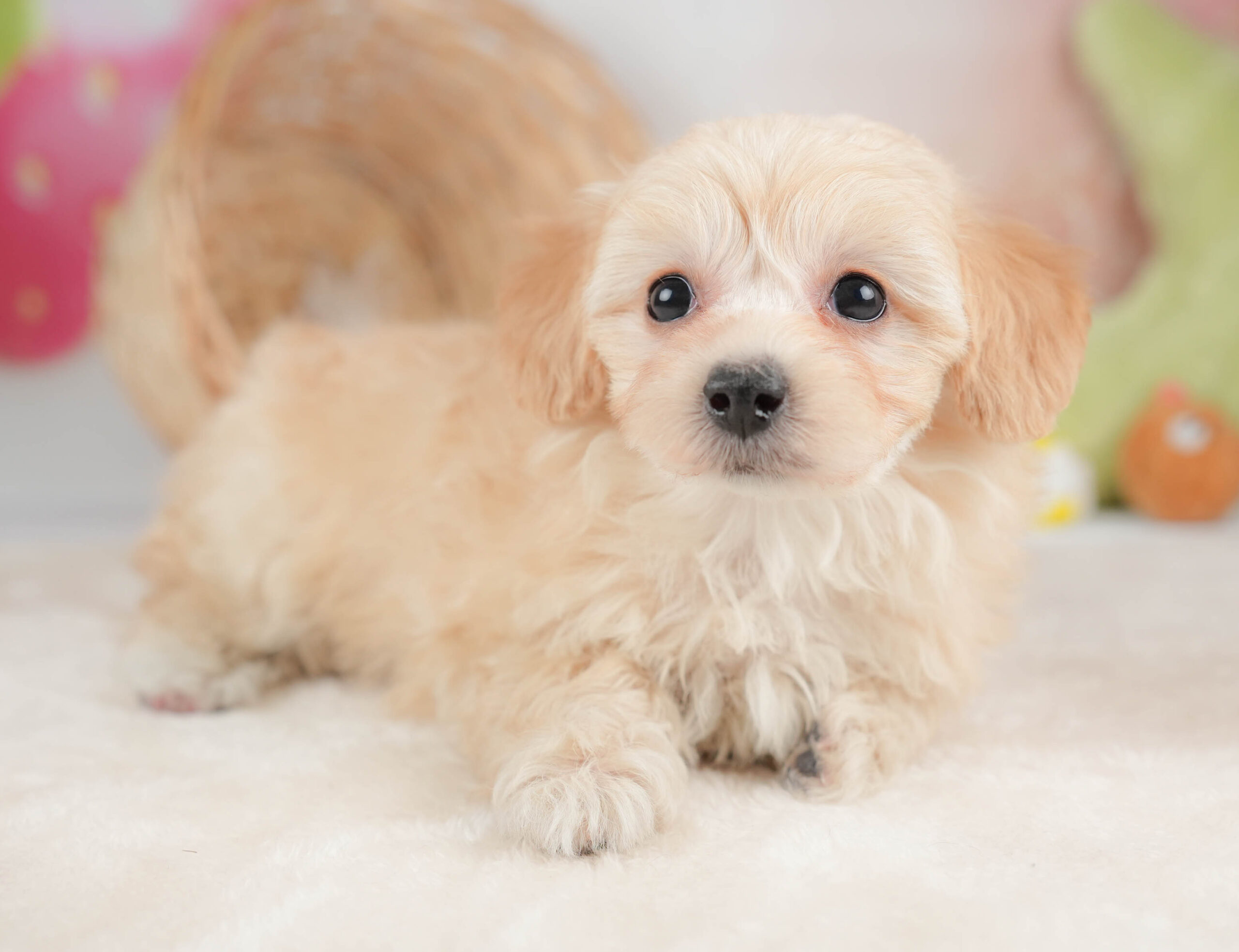 マルプー | 女の子 | アプリコット | 2025年12月13日