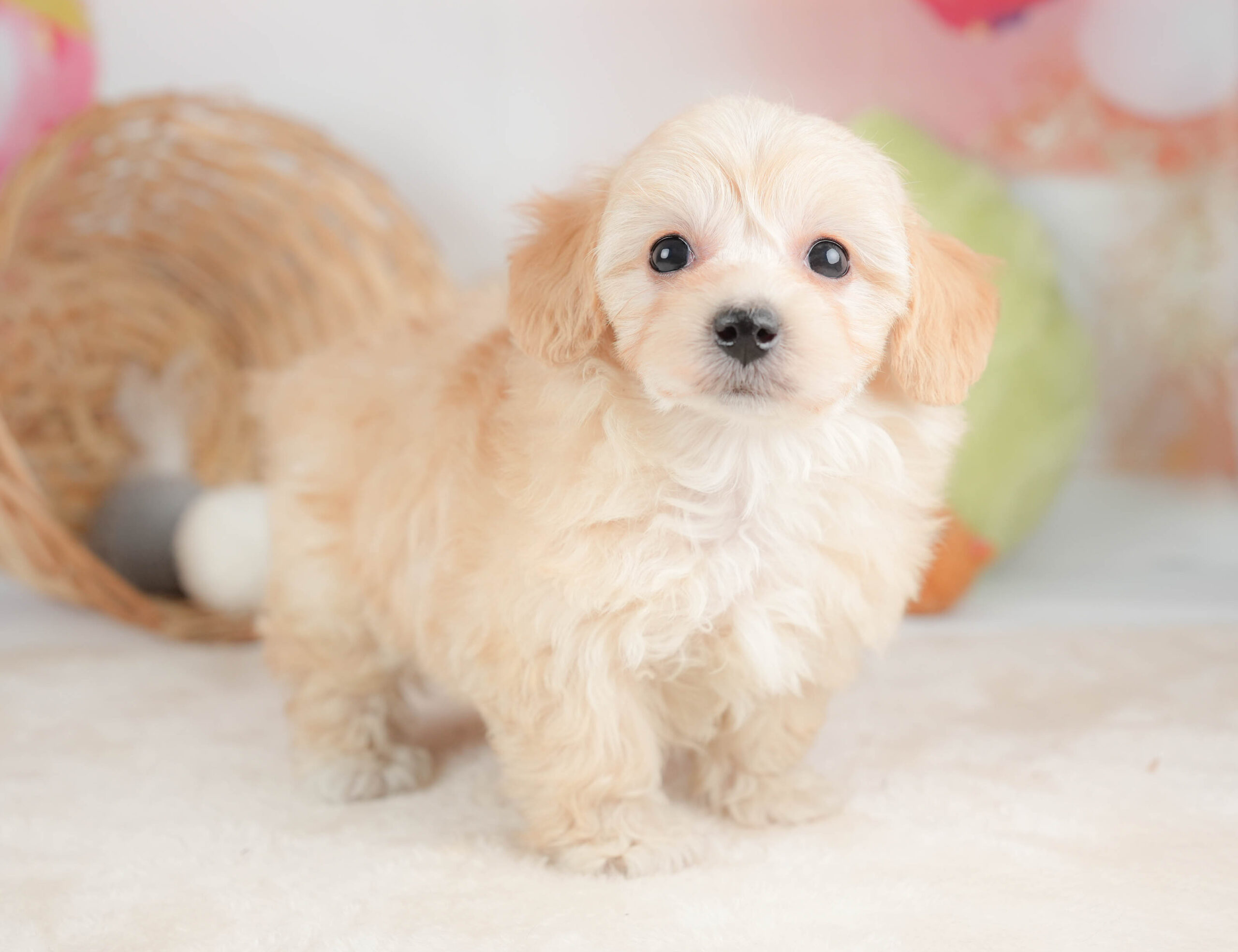 マルプー | 女の子 | アプリコット | 2025年12月13日