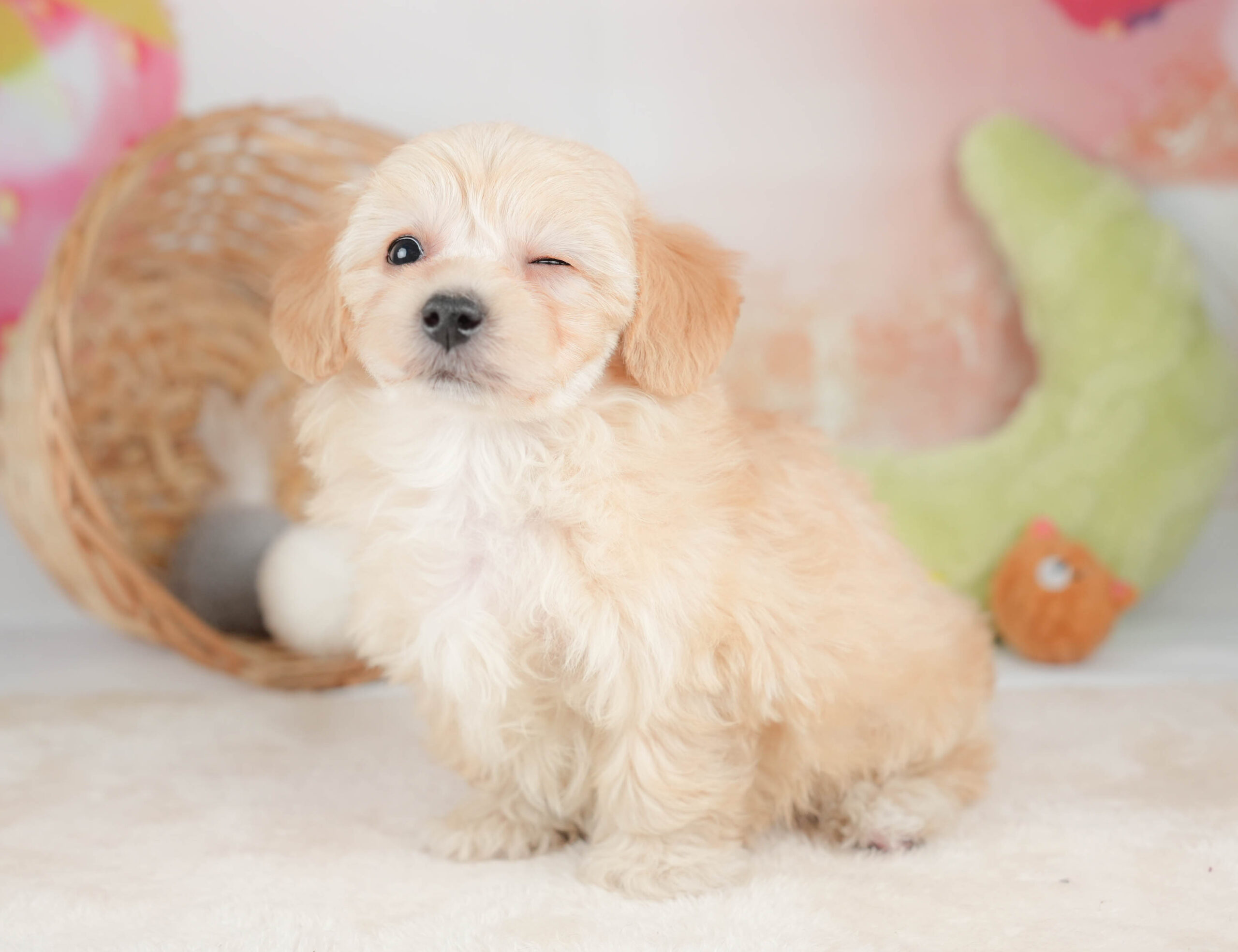 マルプー | 女の子 | アプリコット | 2025年12月13日