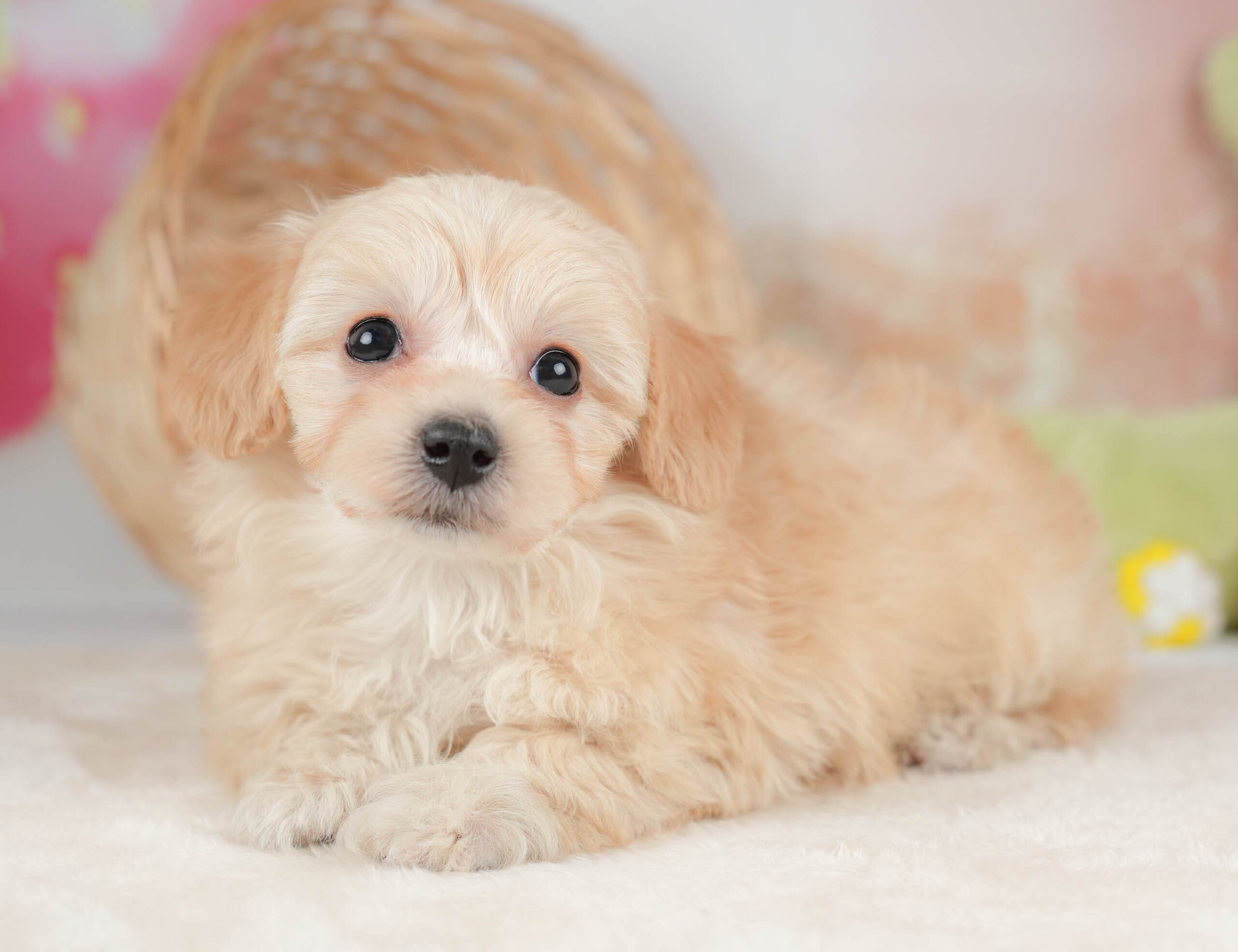 マルプー | 女の子 | アプリコット | 2025年12月13日