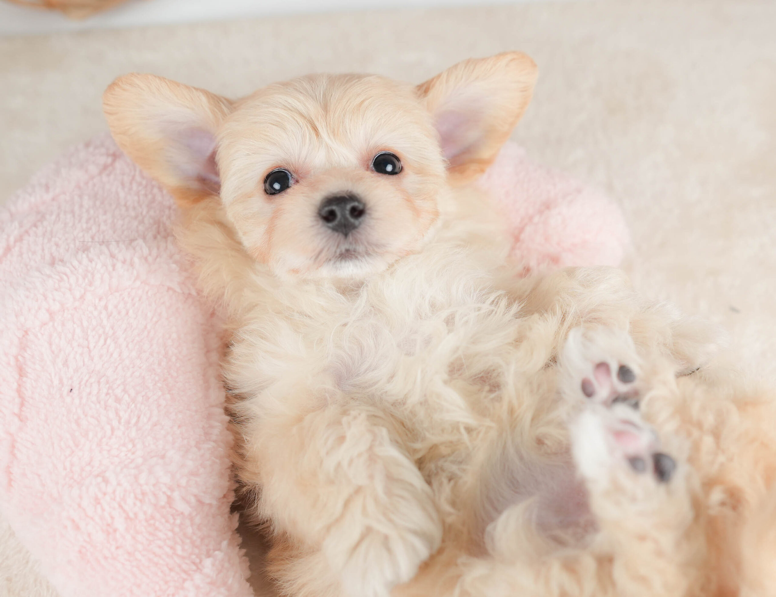 マルプー | 女の子 | アプリコット | 2025年12月13日