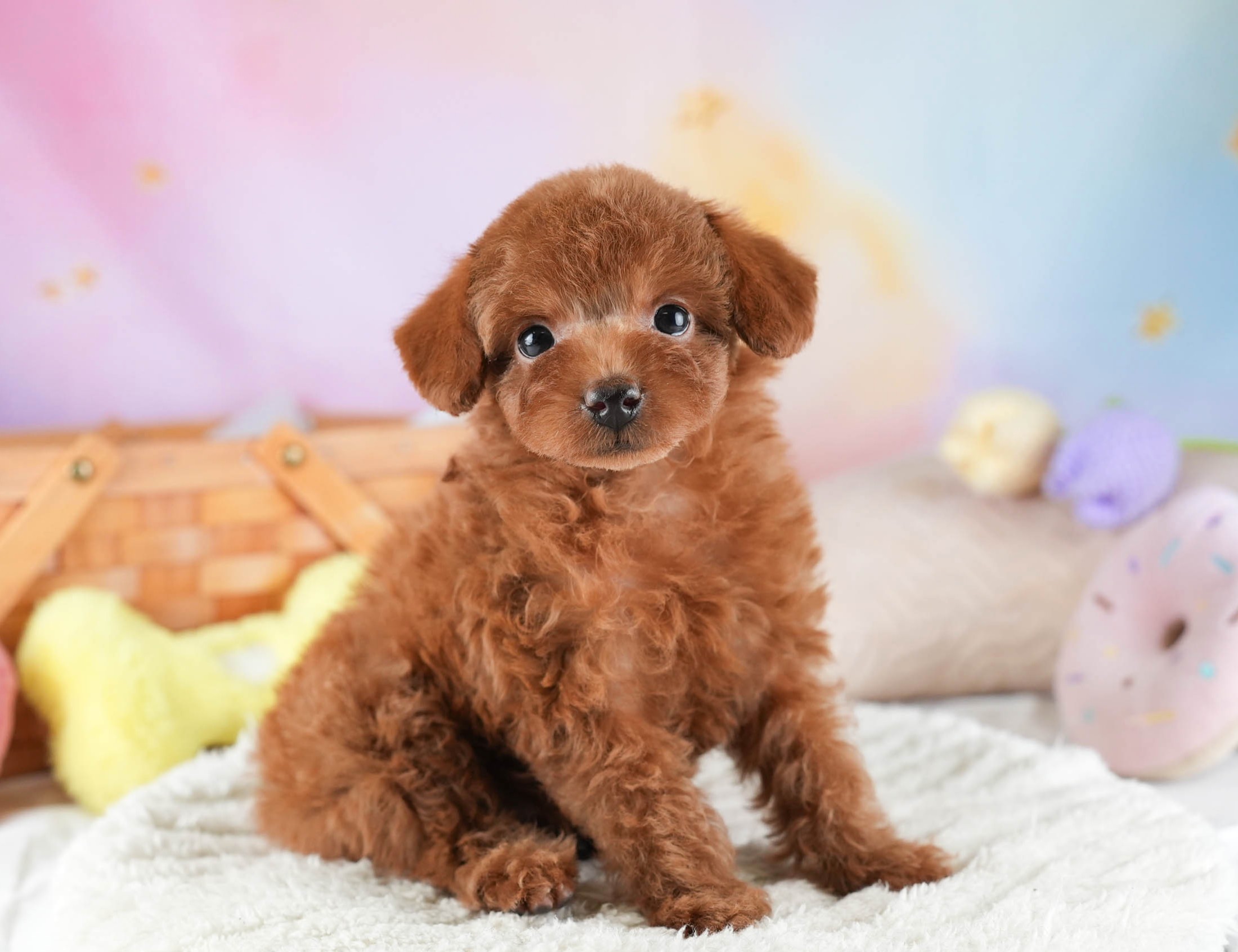 タイニー・プードル | 女の子 | レッド | 2025年12月14日