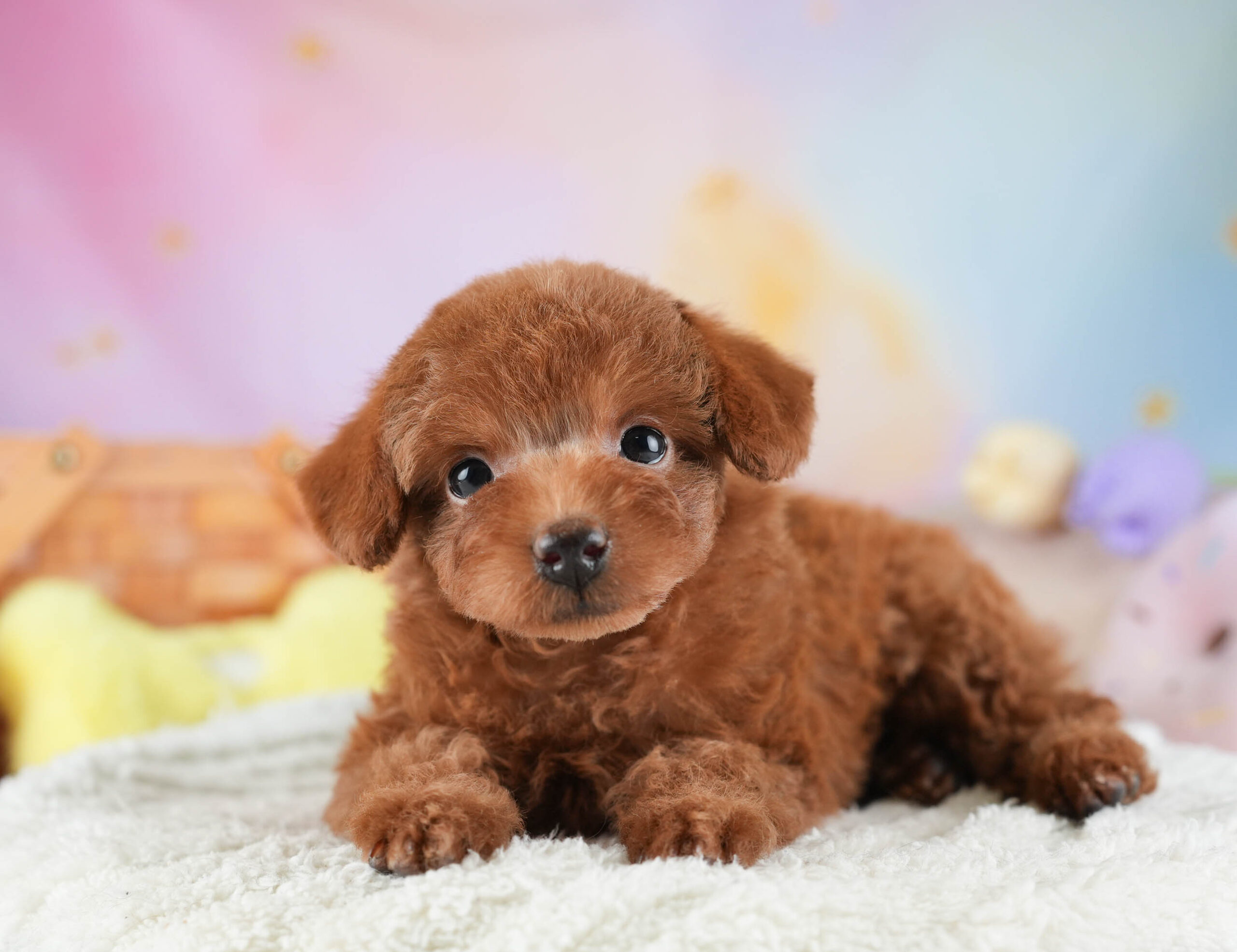 タイニー・プードル | 女の子 | レッド | 2025年12月14日