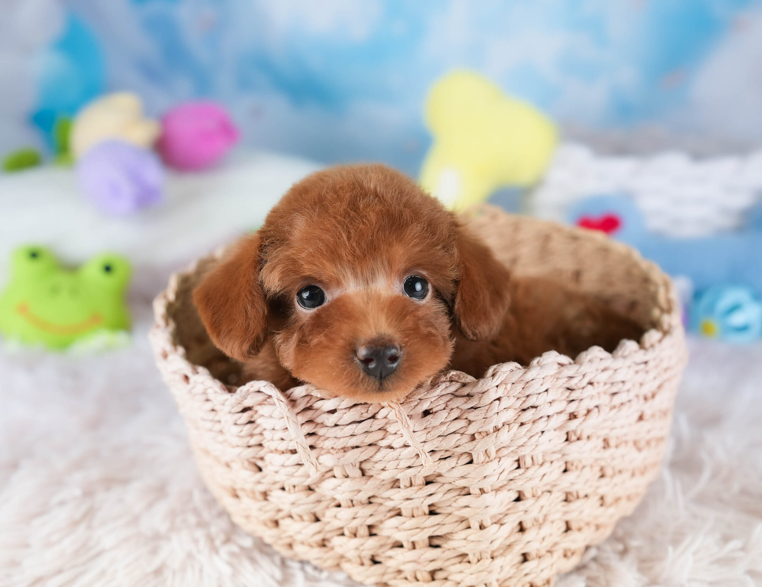 タイニー・プードル | 女の子 | レッド | 2025年12月14日