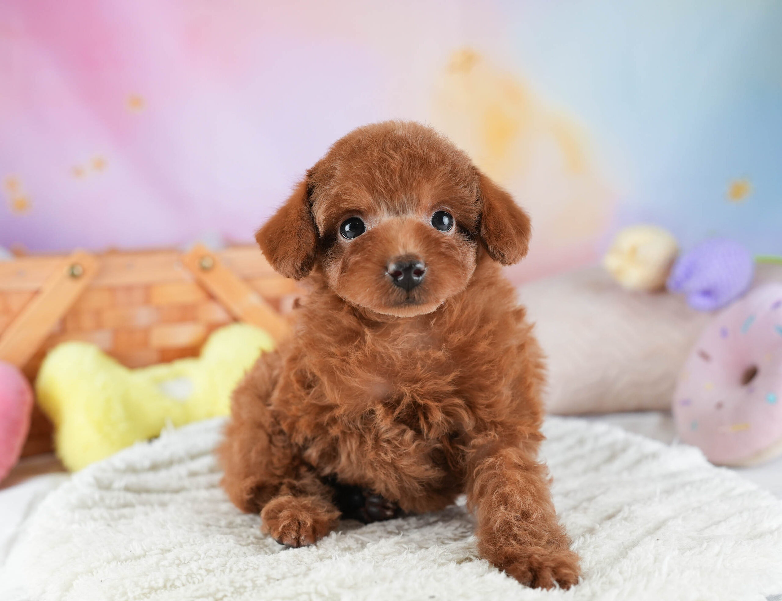 タイニー・プードル | 女の子 | レッド | 2025年12月14日