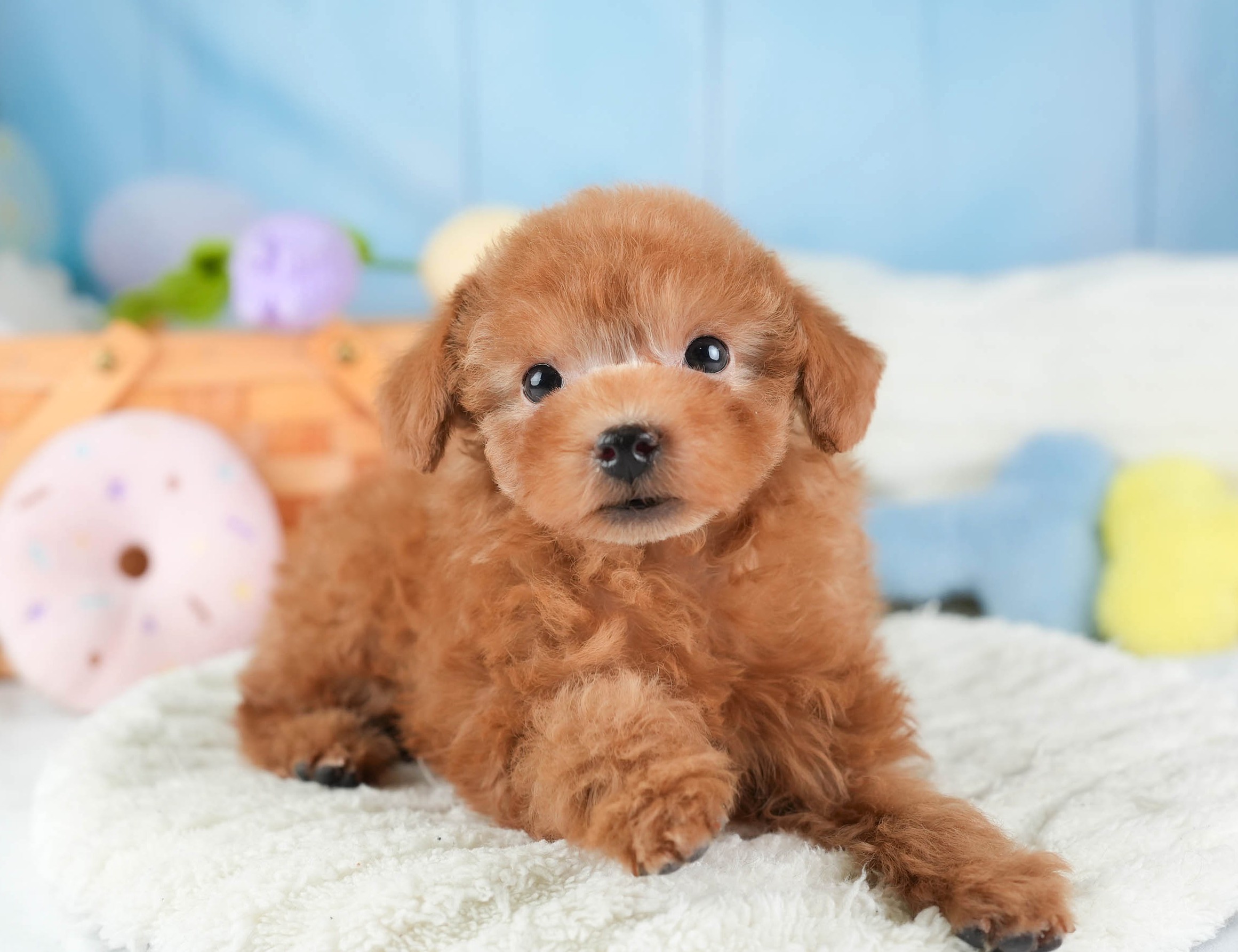 ティーカップ・プードル | 男の子 | レッド | 2025年12月14日