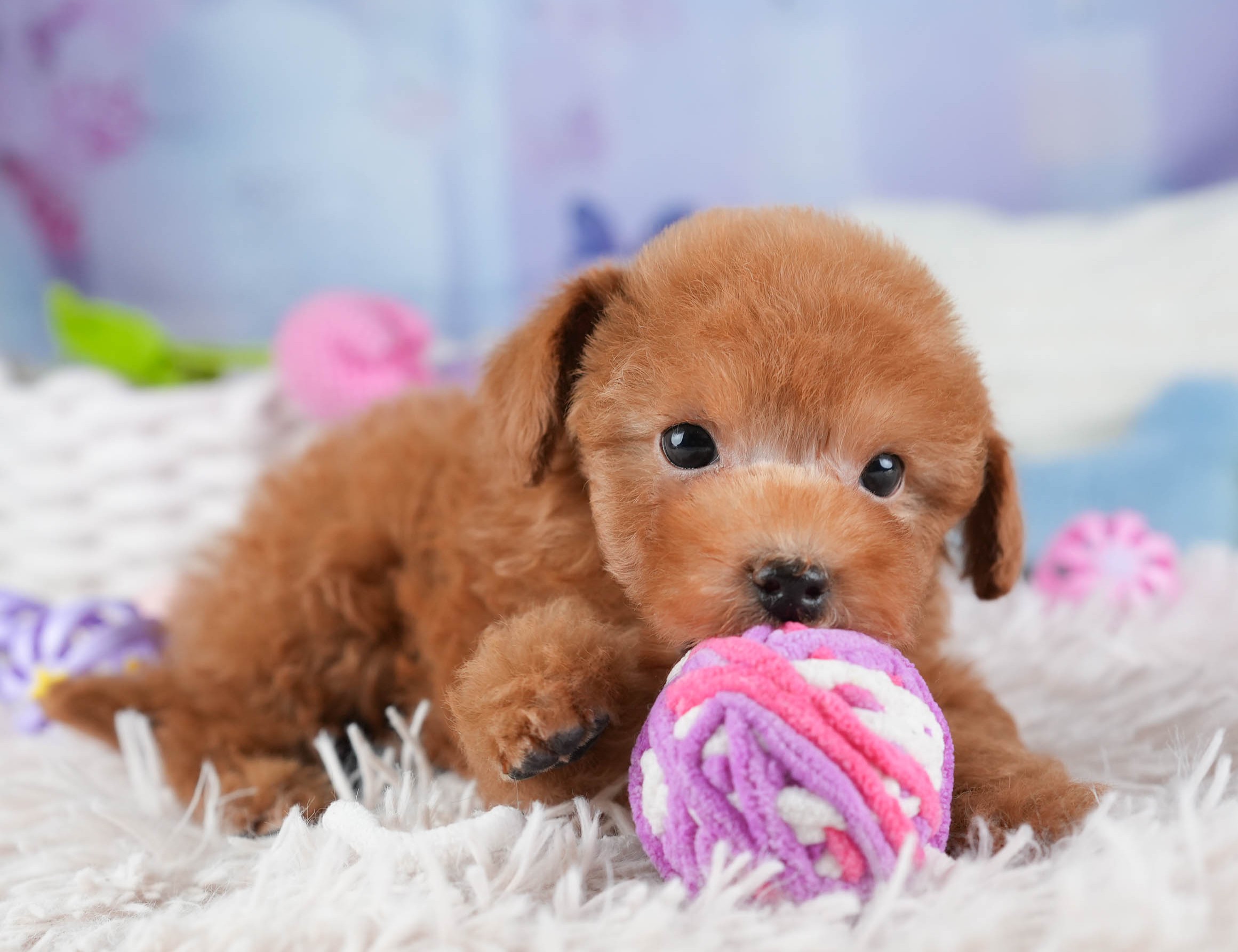 ティーカップ・プードル | 男の子 | レッド | 2025年12月14日