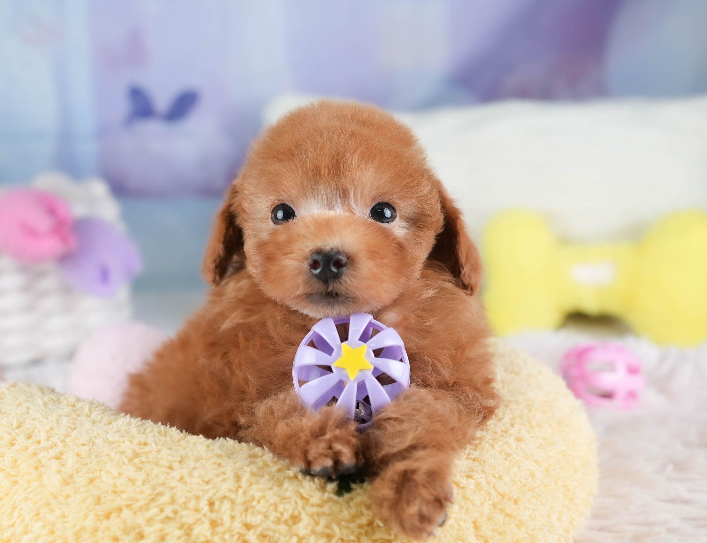 ティーカップ・プードル | 男の子 | レッド | 2025年12月14日