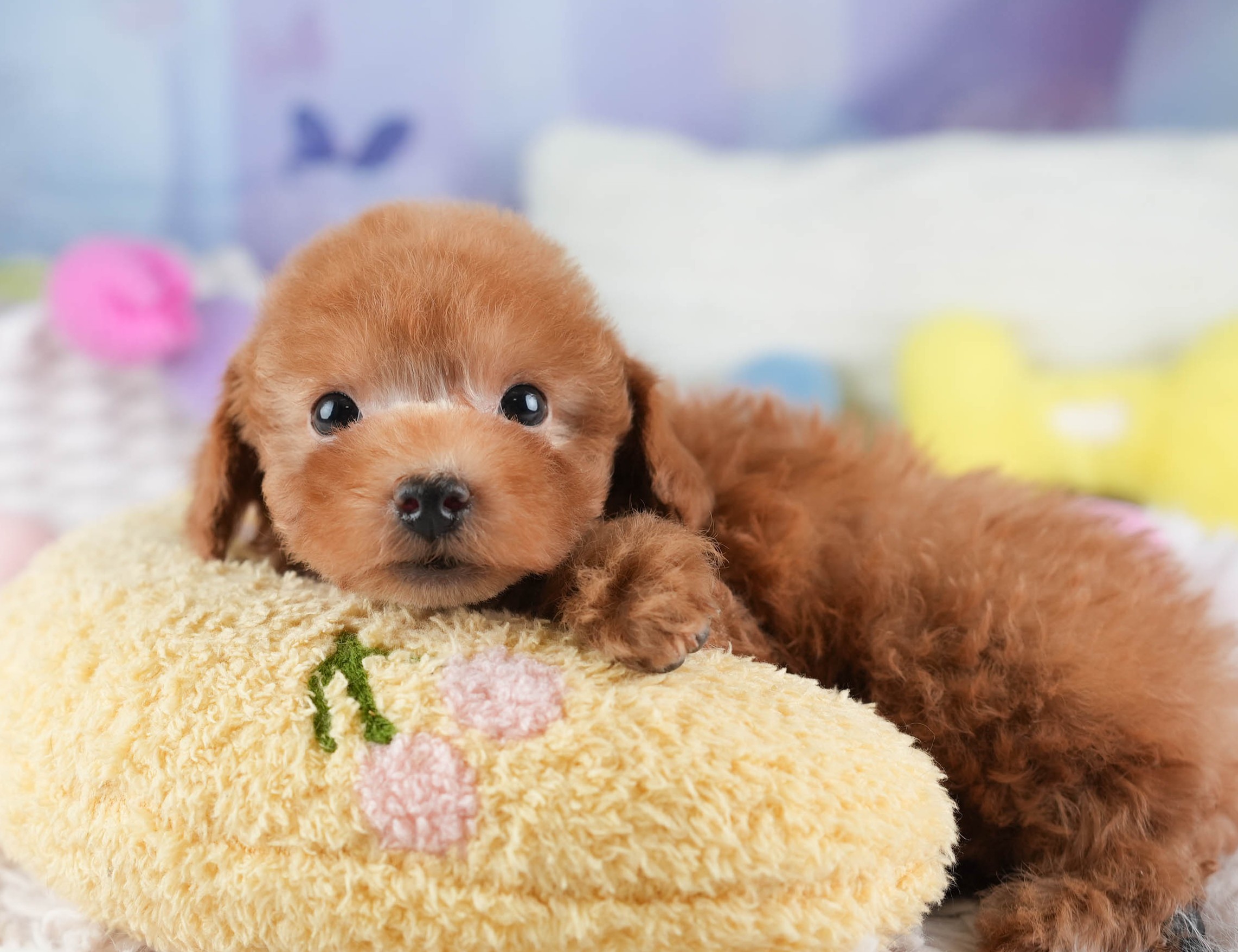 ティーカップ・プードル | 男の子 | レッド | 2025年12月14日