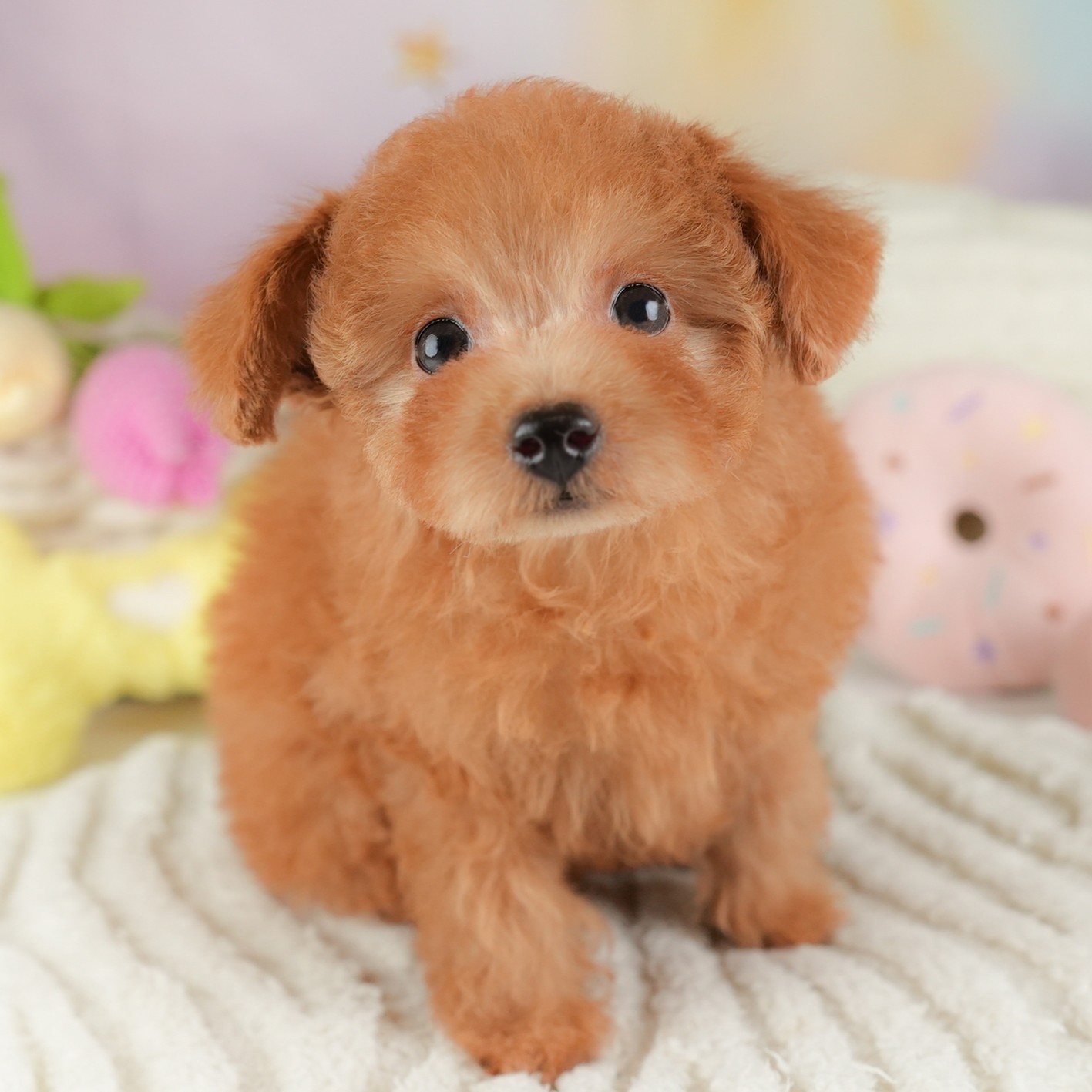 タイニー・プードル | 女の子 | レッド | 2025年12月14日
