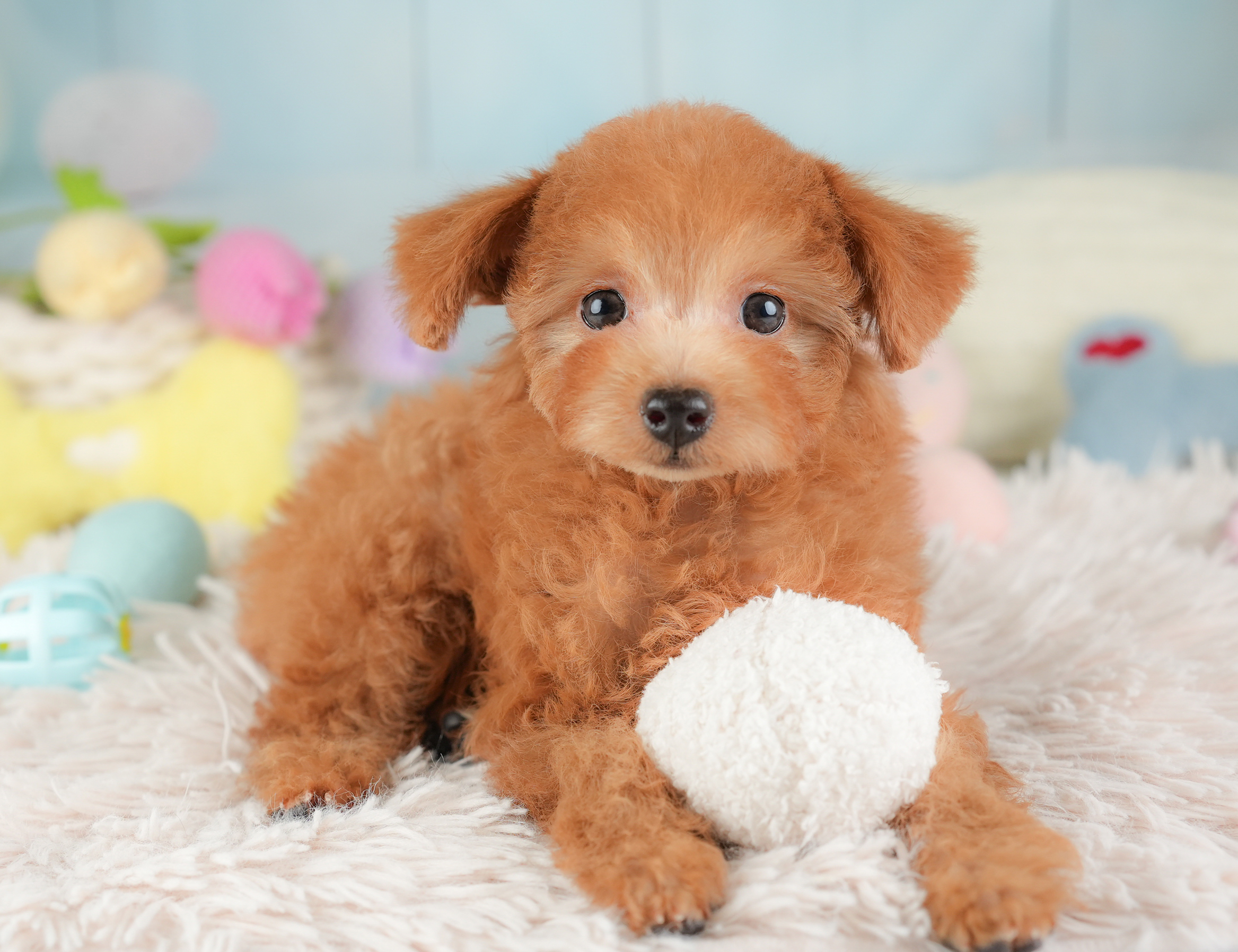 タイニー・プードル | 女の子 | レッド | 2025年12月14日
