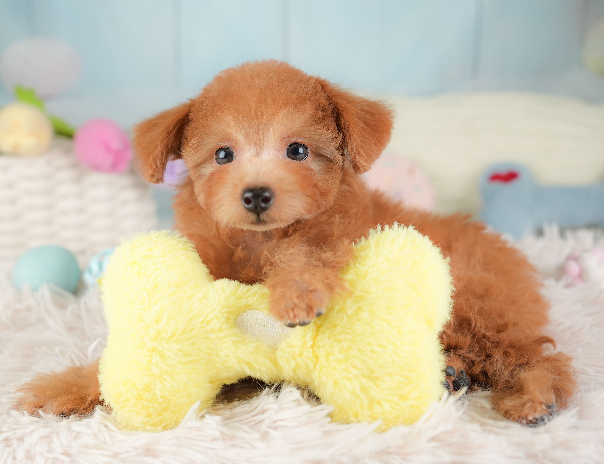 タイニー・プードル | 女の子 | レッド | 2025年12月14日