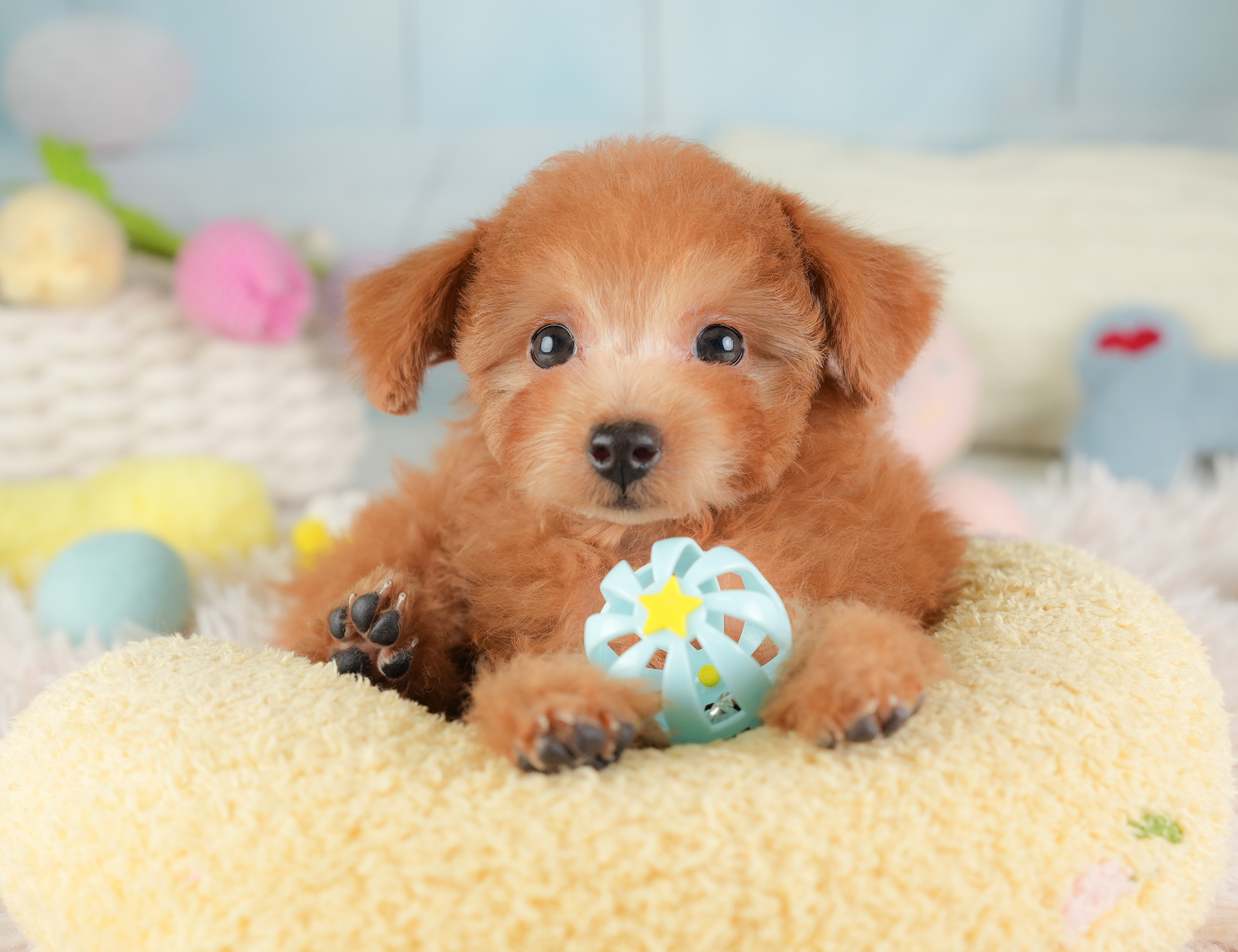 タイニー・プードル | 女の子 | レッド | 2025年12月14日