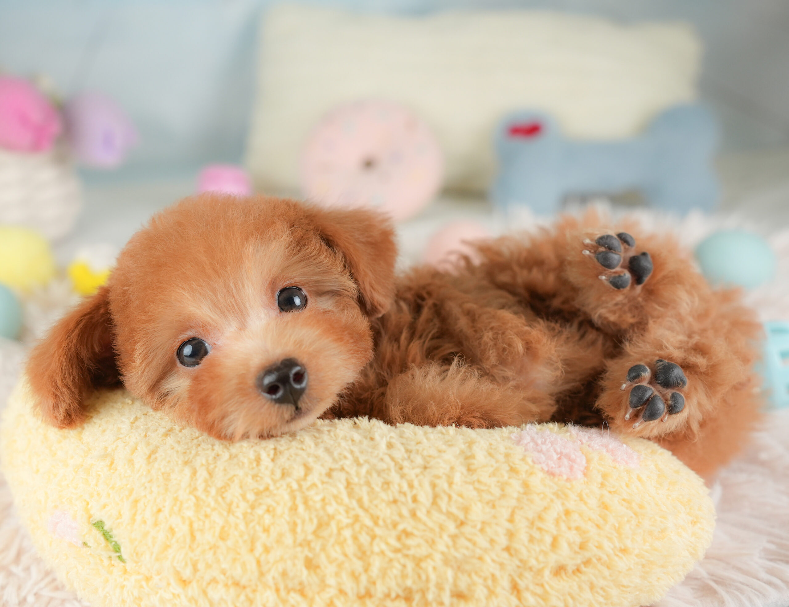 タイニー・プードル | 女の子 | レッド | 2025年12月14日