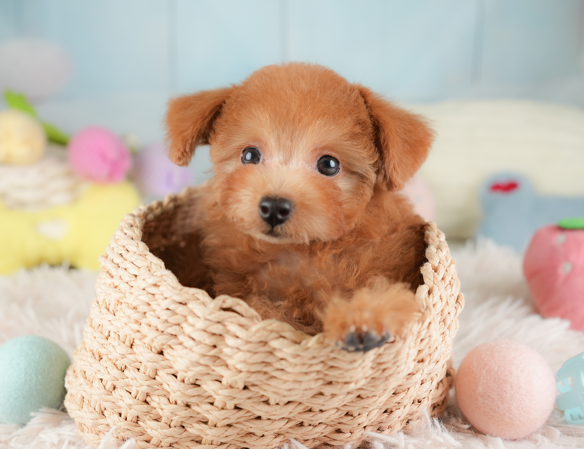 タイニー・プードル | 女の子 | レッド | 2025年12月14日