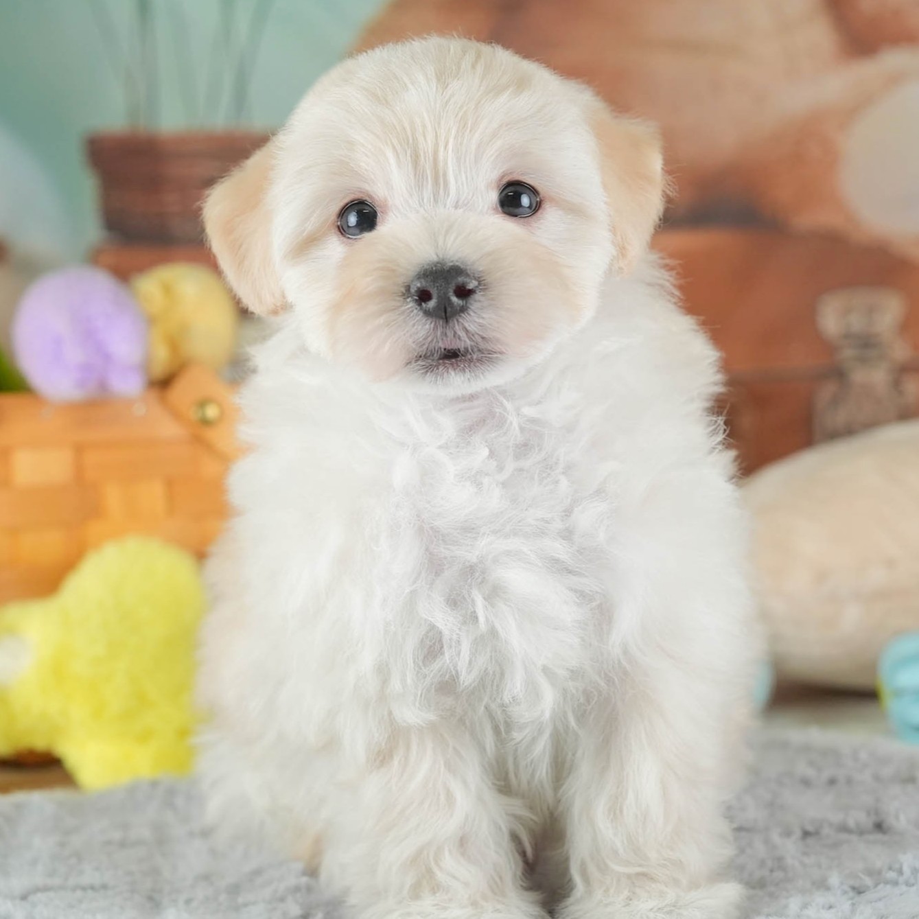 マルプー | 男の子 | クリーム | 2025年12月14日