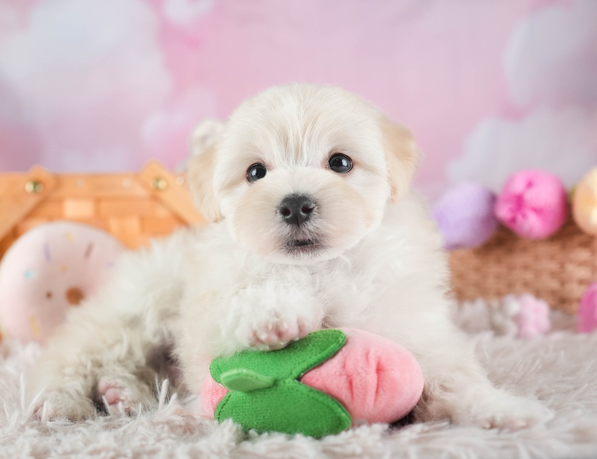 マルプー | 男の子 | クリーム | 2025年12月14日