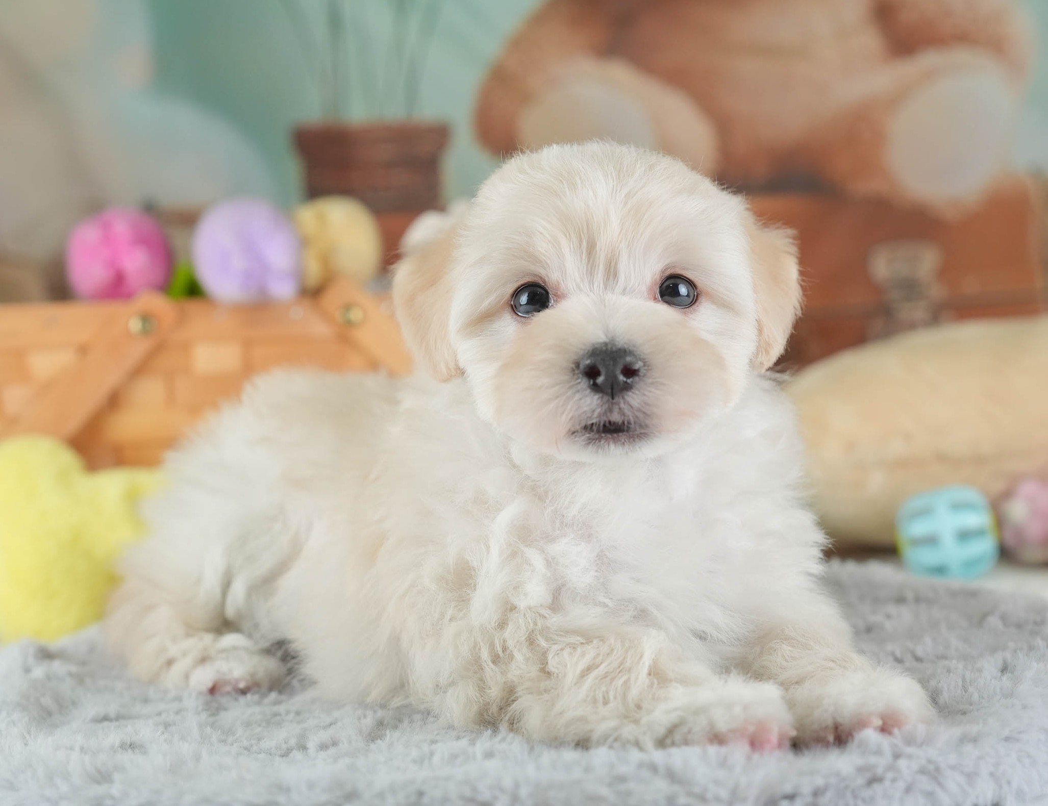 マルプー | 男の子 | クリーム | 2025年12月14日