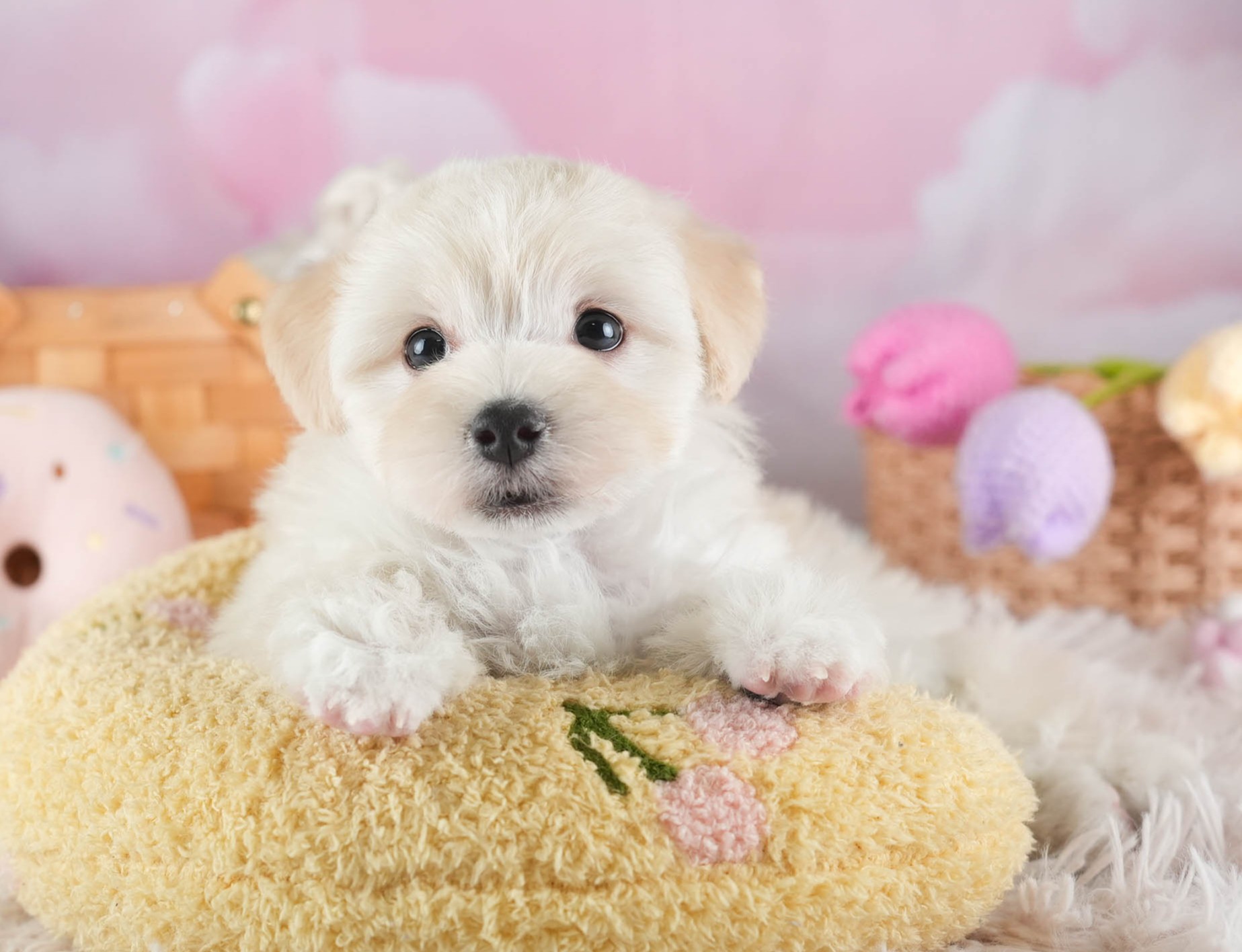 マルプー | 男の子 | クリーム | 2025年12月14日