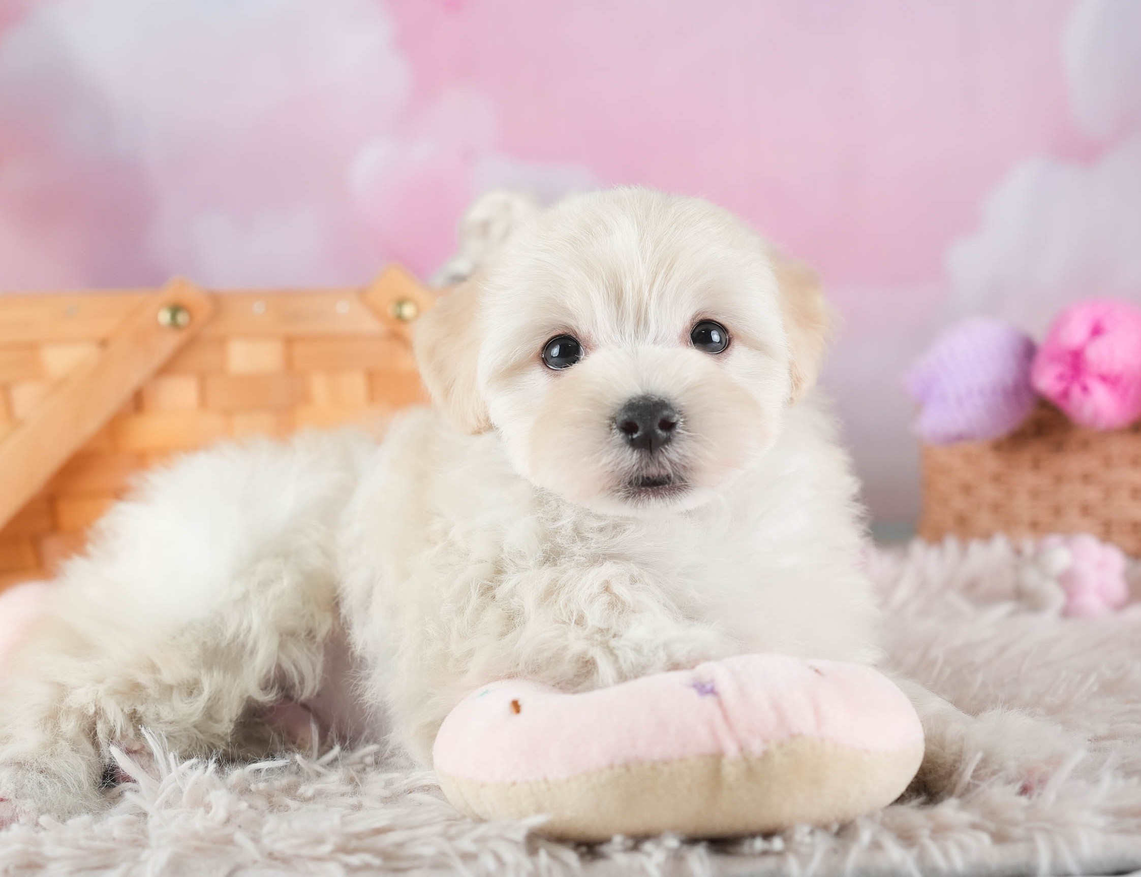 マルプー | 男の子 | クリーム | 2025年12月14日