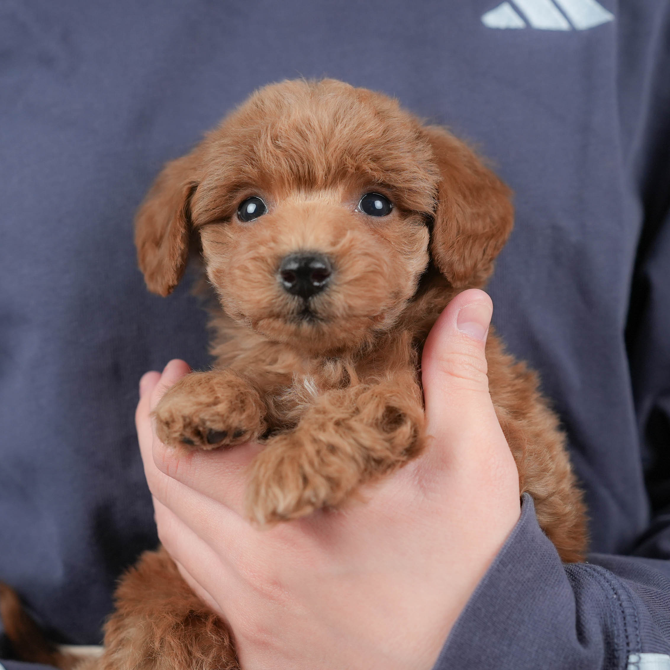 トイ・プードル | 男の子 | レッド | 2025年12月15日