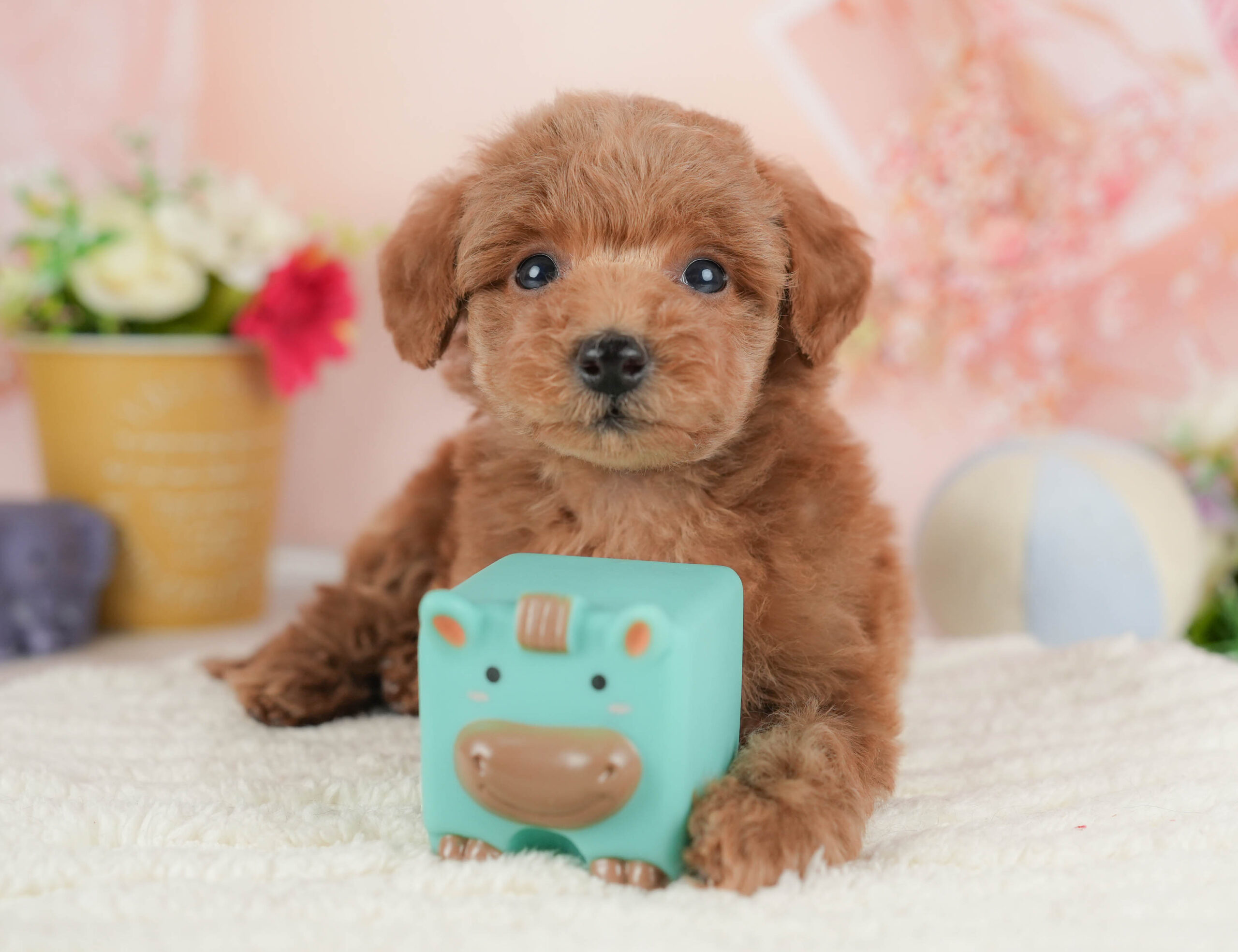 トイ・プードル | 男の子 | レッド | 2025年12月15日